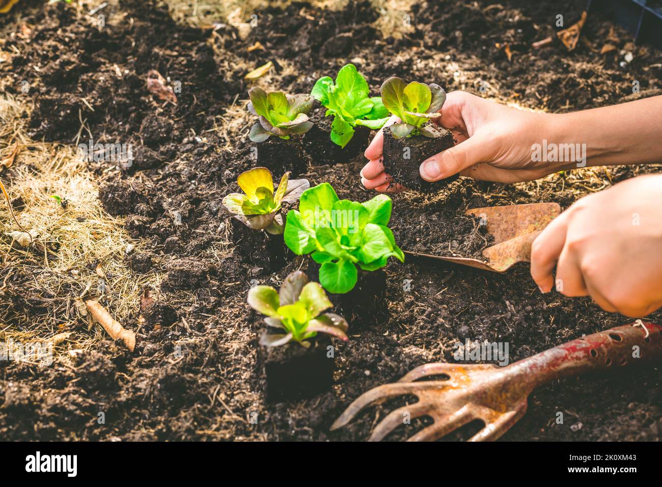 Planting young seedlings of lettuce in vegetable raised bed Stock Photo