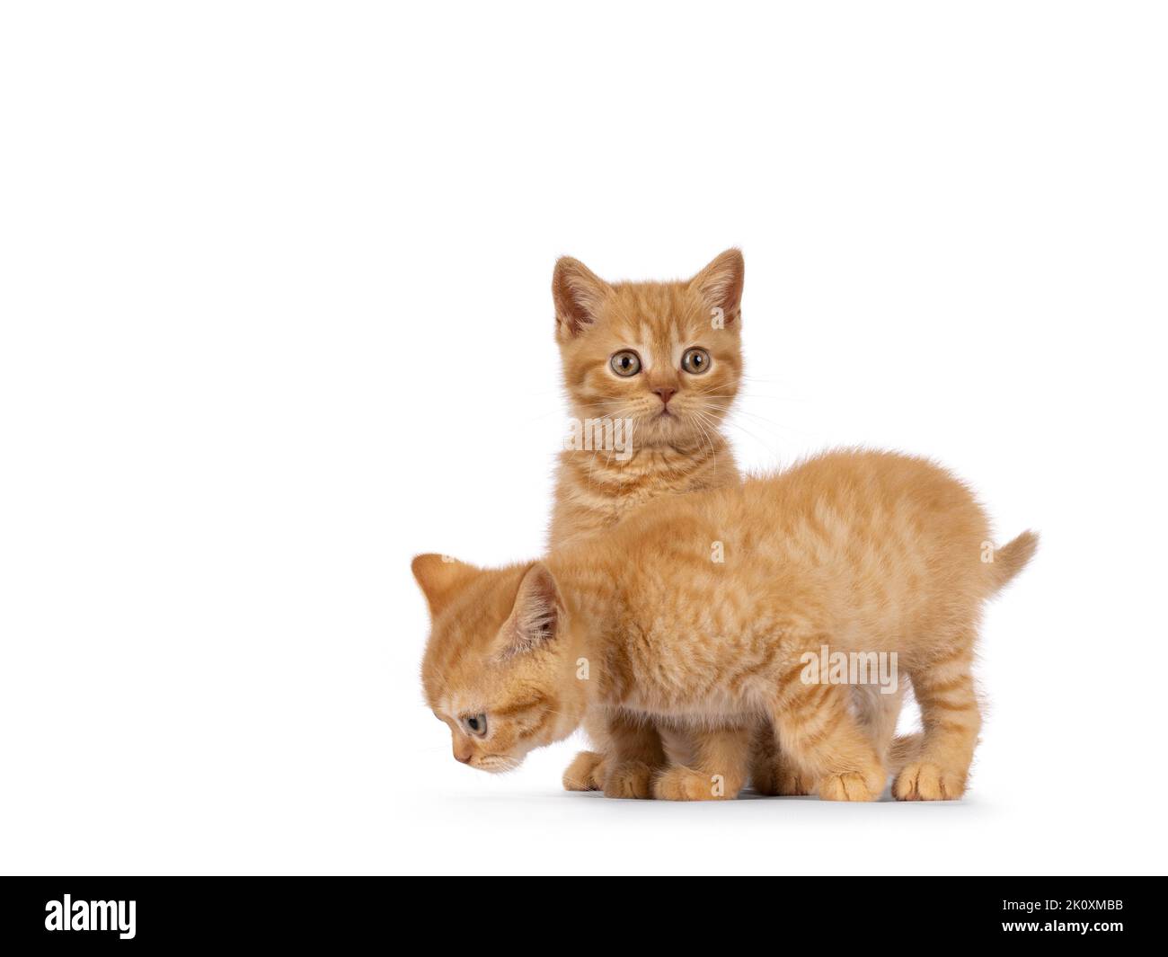 2 Red British Shorthair cat kittens, playing together. Both looking away from camera. Isolated on a white background. Stock Photo