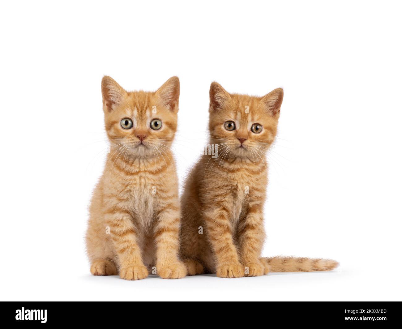 2 Red British Shorthair cat kittens, sitting beside each other facing camara. Both looking straight to camera. Isolated on a white background. Stock Photo