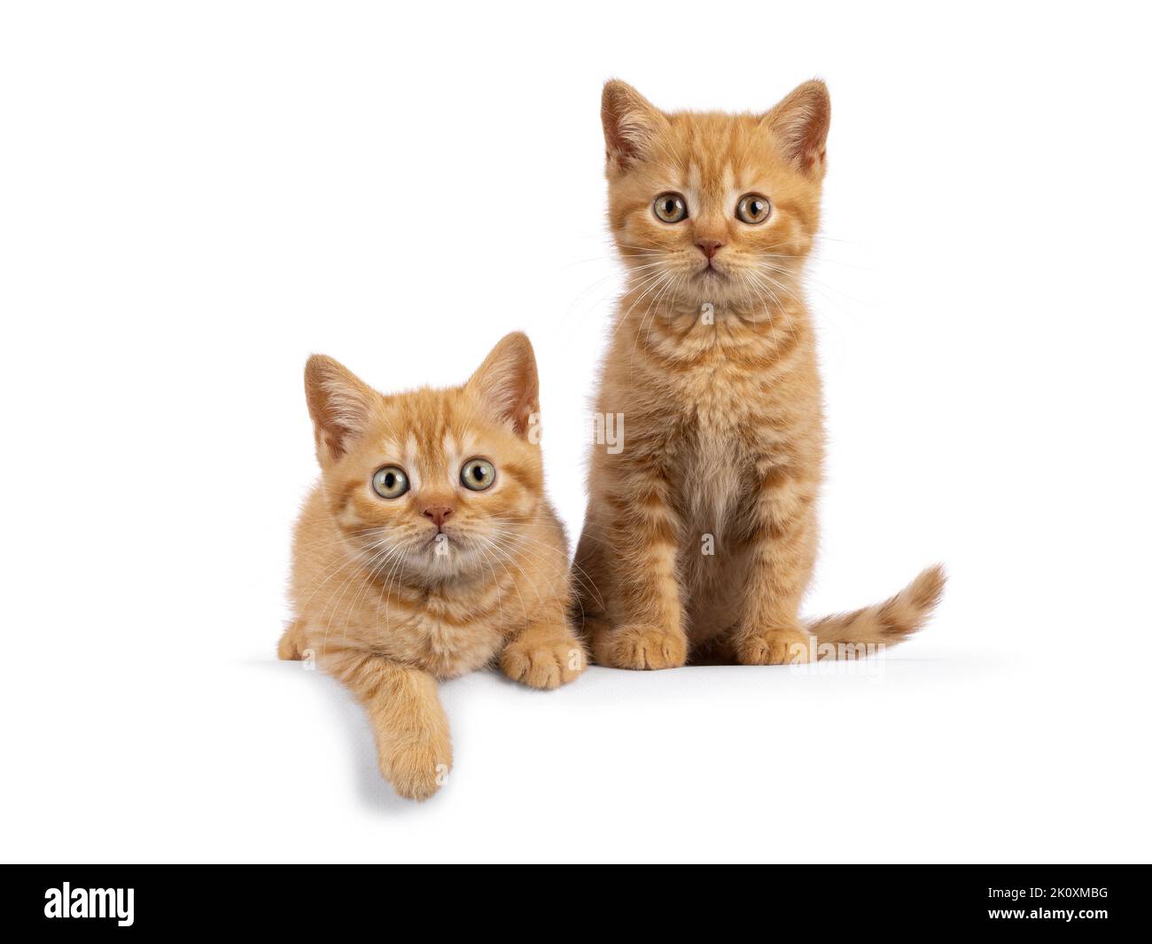 2 Red British Shorthair cat kittens, sitting and laying beside each other facing camara. Both looking straight to camera. Isolated on a white backgrou Stock Photo