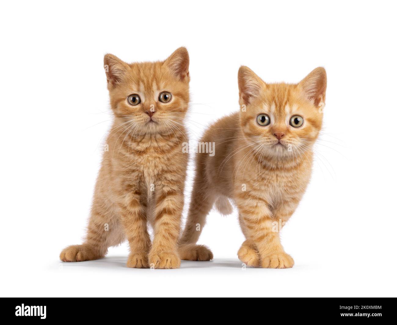 2 Red British Shorthair cat kittens, standing beside each other facing camara. Both looking straight to camera. Isolated on a white background. Stock Photo