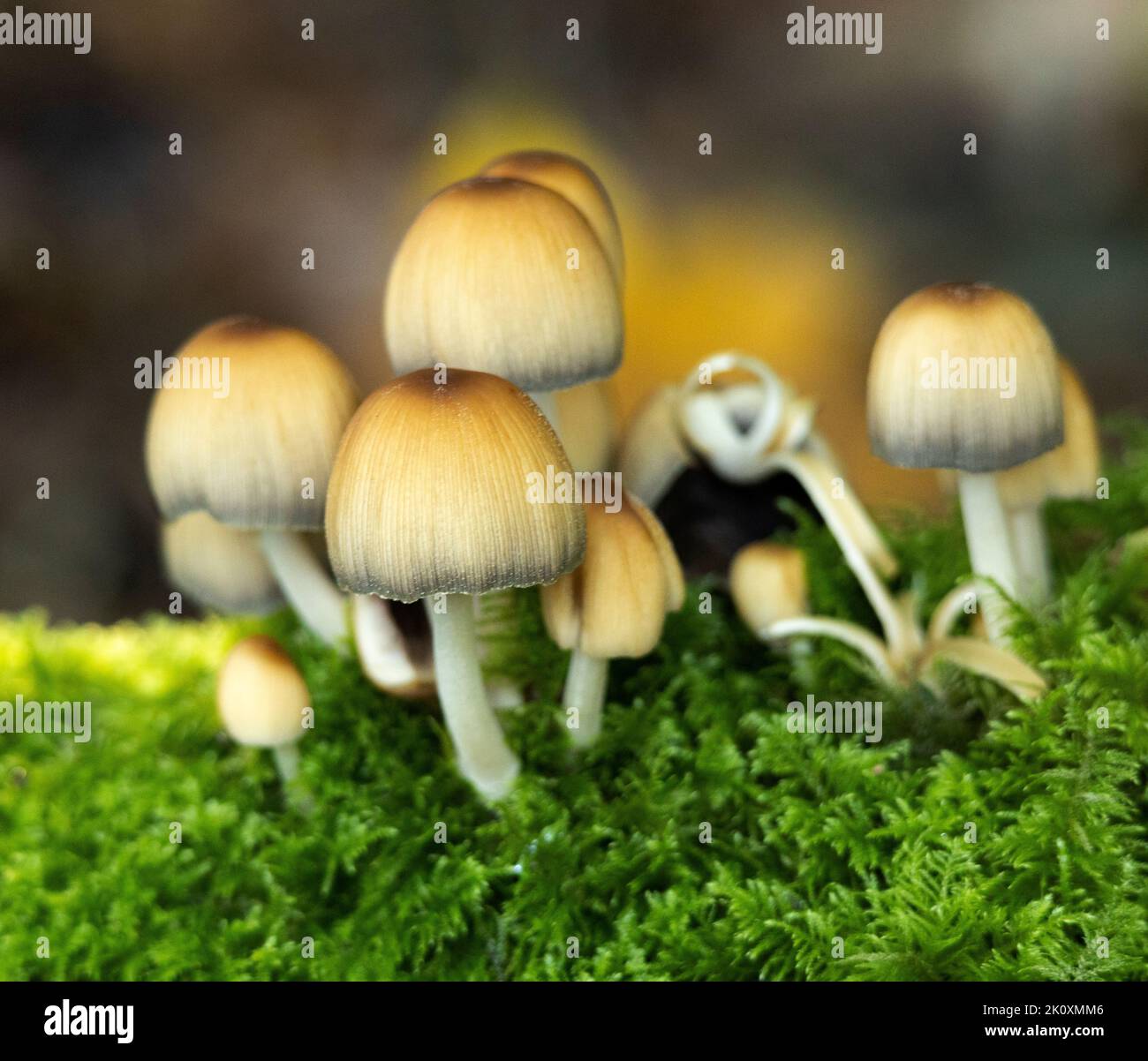 Saprophytic hi-res stock photography and images - Page 14 - Alamy