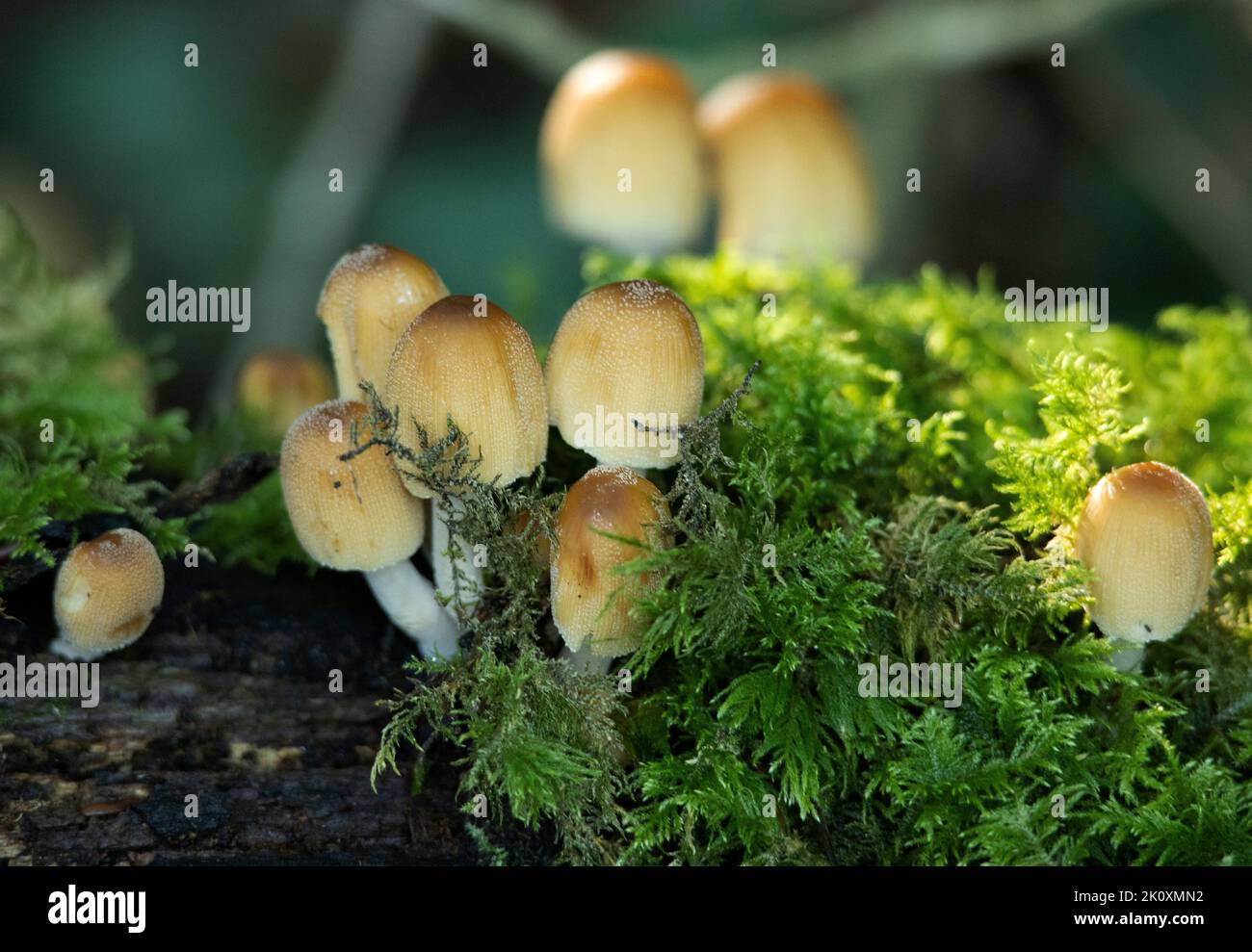 A virulent pathogen of deciduous trees, particularly oaks, the Honey Fungus starts to emerge in clusters on deadwood. Stock Photo