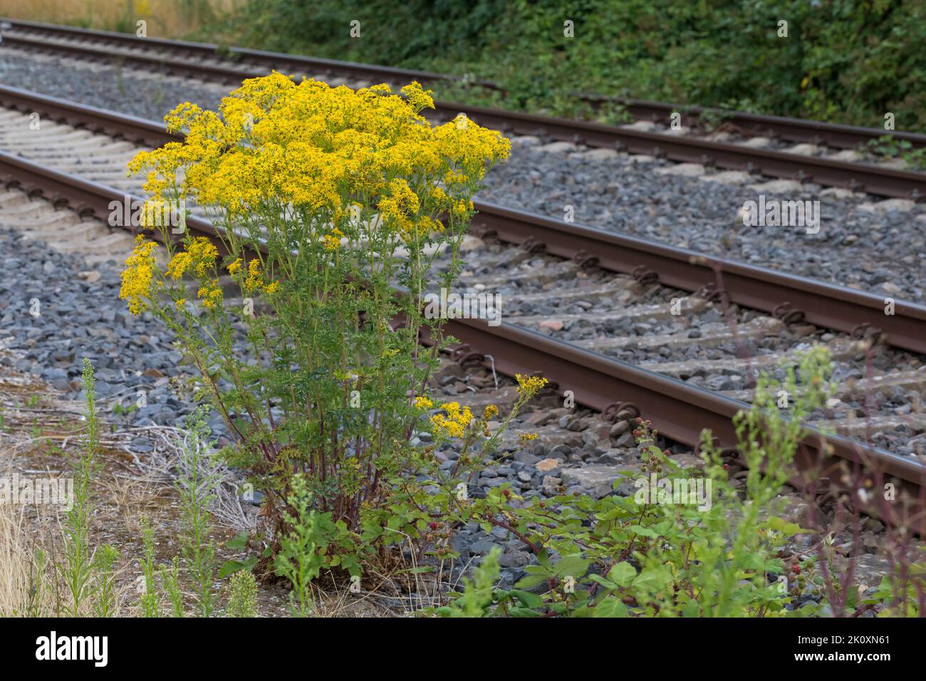 Gewöhnliches Jakobs-Greiskraut, Jakobs-Greiskraut, Jakobsgreiskraut, an Bahngleiß, Bahngleis, Bahngleisen, Bahnschienen, Jakobs-Kreuzkraut, Jakobskreu Stock Photo