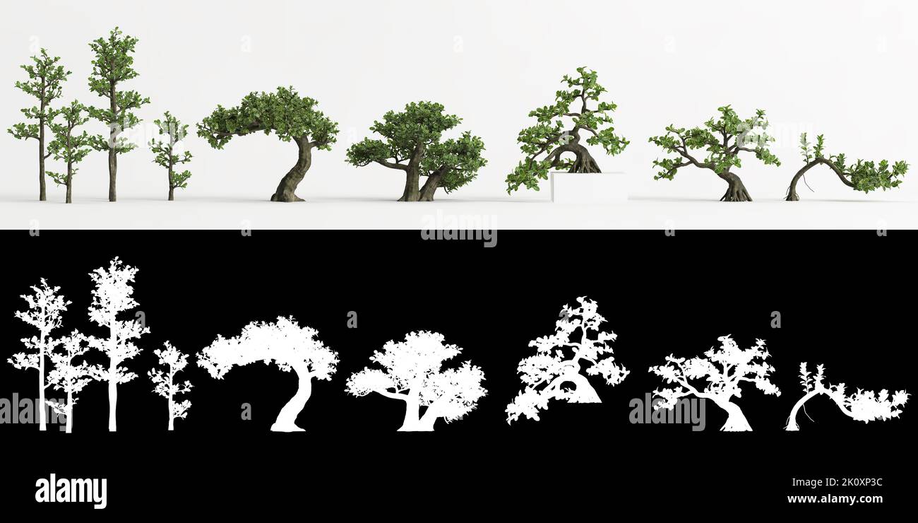 3d illustration of set Serissa japonica bonsai isolated on white and its mask Stock Photo