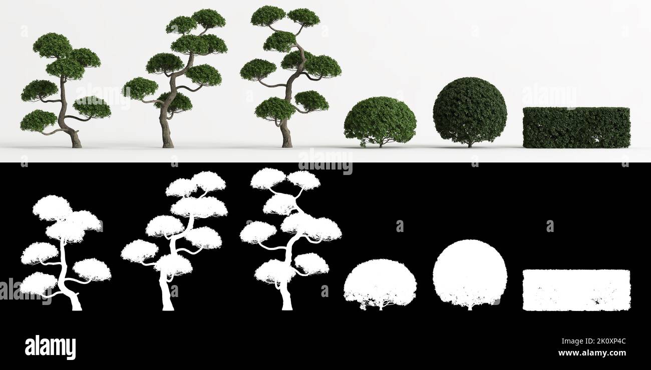3d illustration of set Carmona microphylla tree isolated on white and its mask Stock Photo