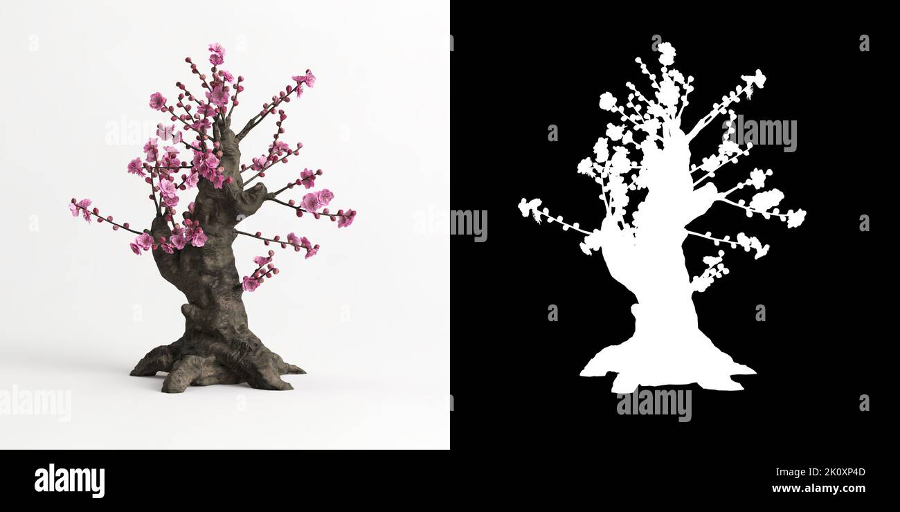 Armeniaca Mume Saatgut Armeniaca Mume Seltene Exotische Pflaumenblte  Blumensamen  60 Samen Winterhart Bonsai