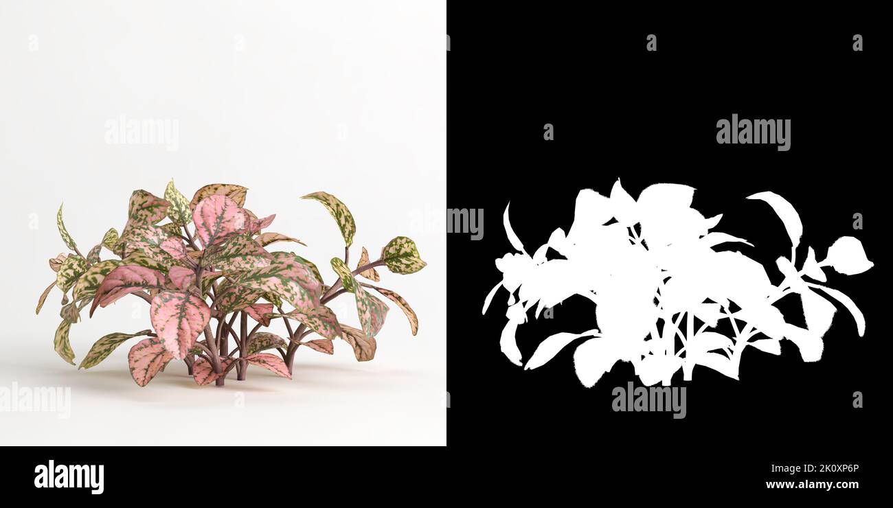3d illustration of Fittonia albivenis tree isolated on white and its mask Stock Photo