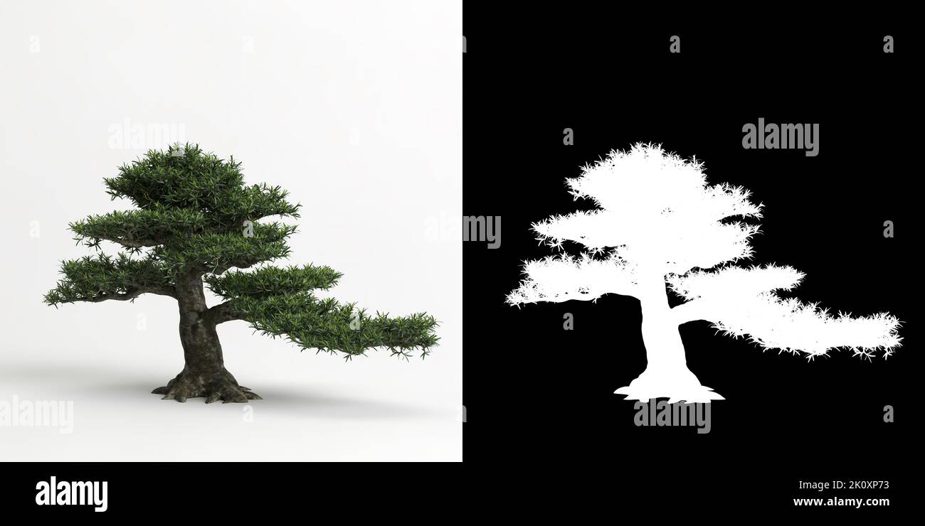 3d illustration of Podocarpus macrophyllus bonsai isolated on white and its mask Stock Photo