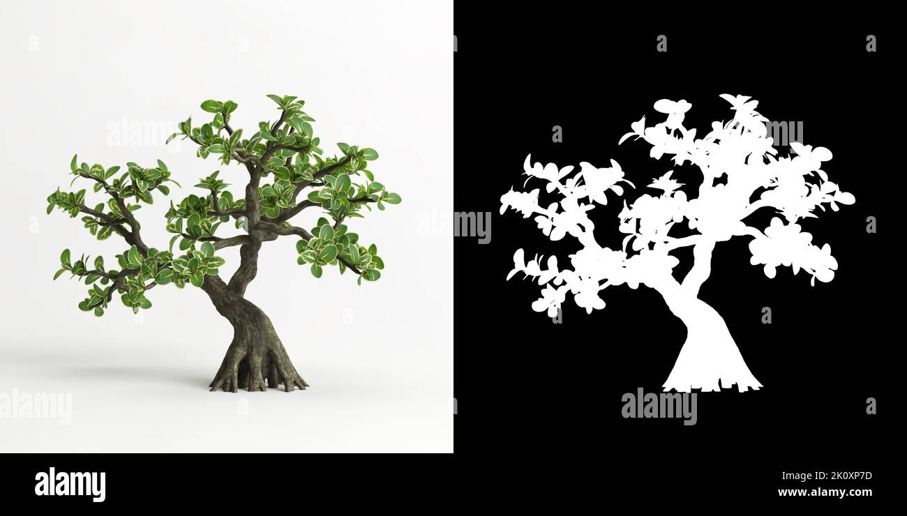 3d illustration of Serissa japonica bonsai isolated on white and its mask Stock Photo