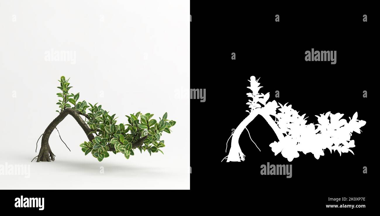 3d illustration of Serissa japonica bonsai isolated on white and its mask Stock Photo