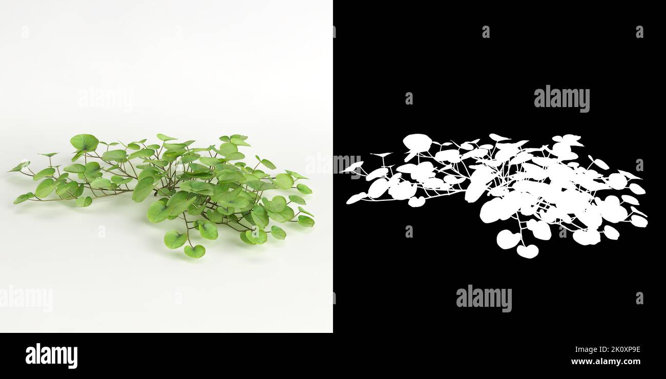 3d illustration of Dichondra repens tree isolated on white and its mask Stock Photo