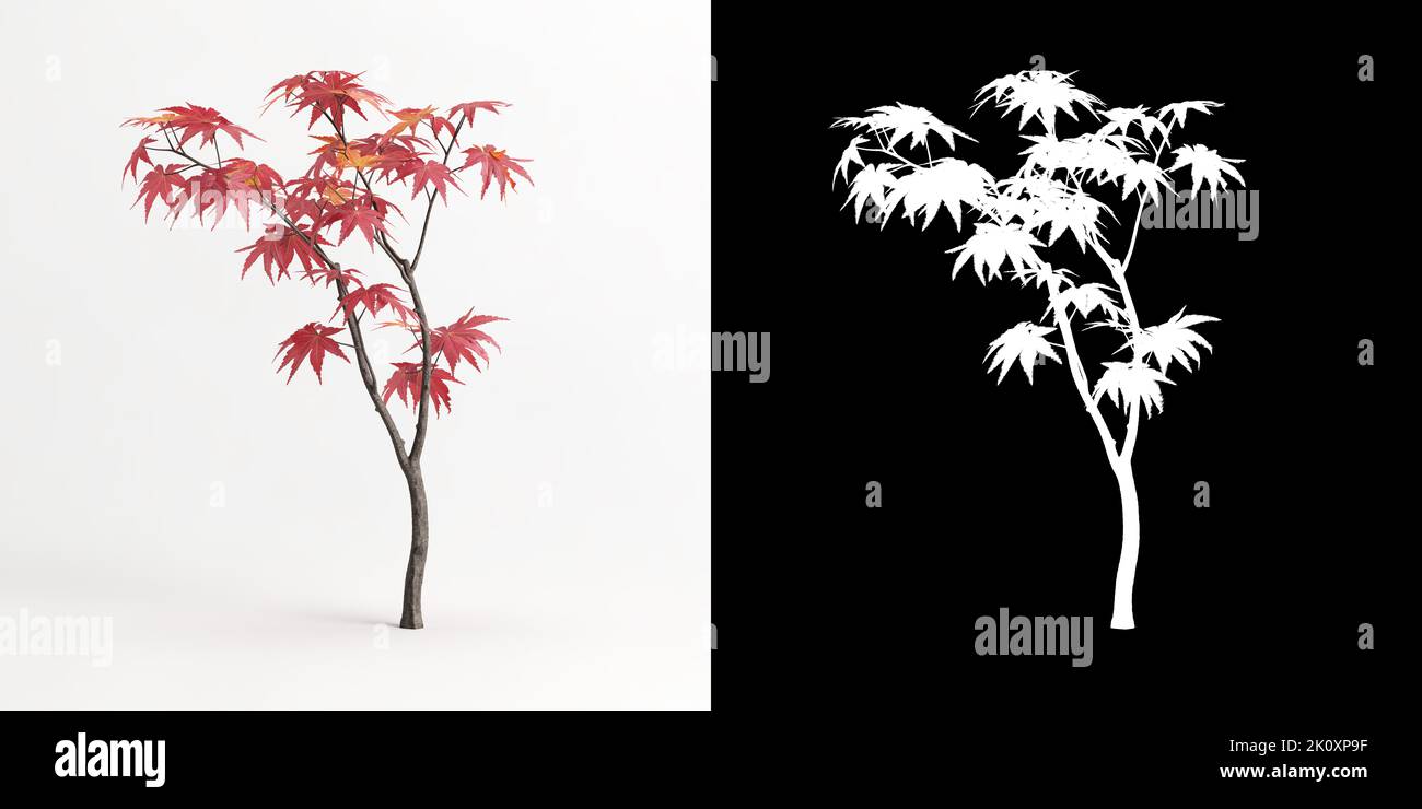 3d illustration of Acer palmatum tree isolated on white and its mask ...