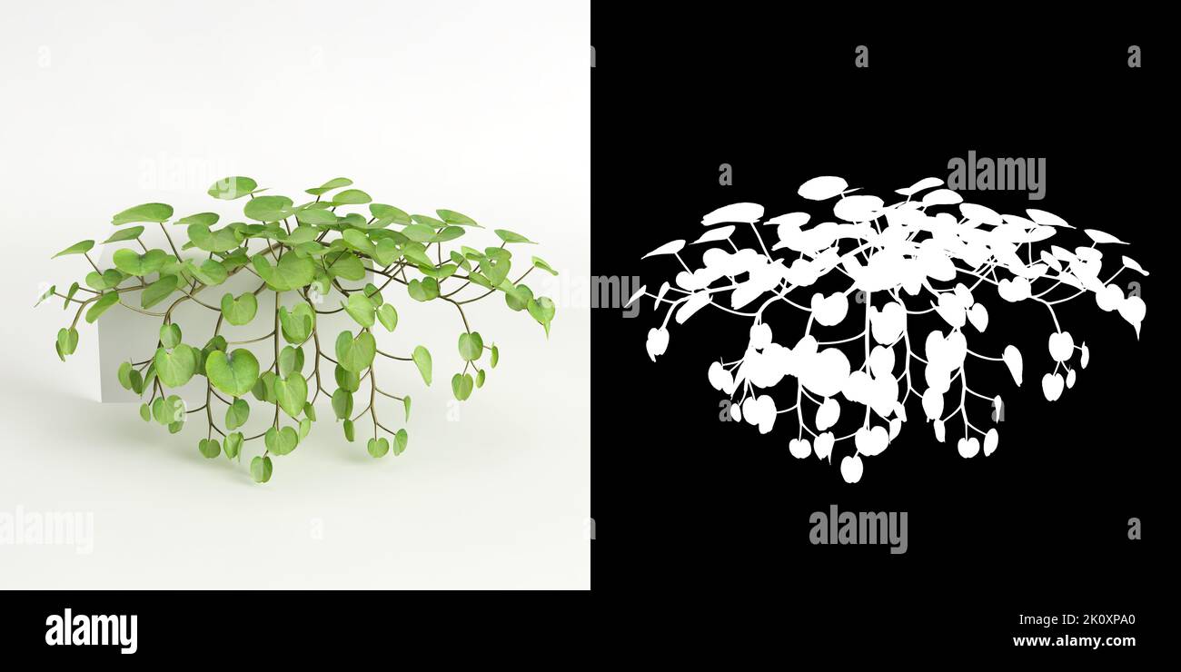 3d illustration of Dichondra repens tree isolated on white and its mask Stock Photo