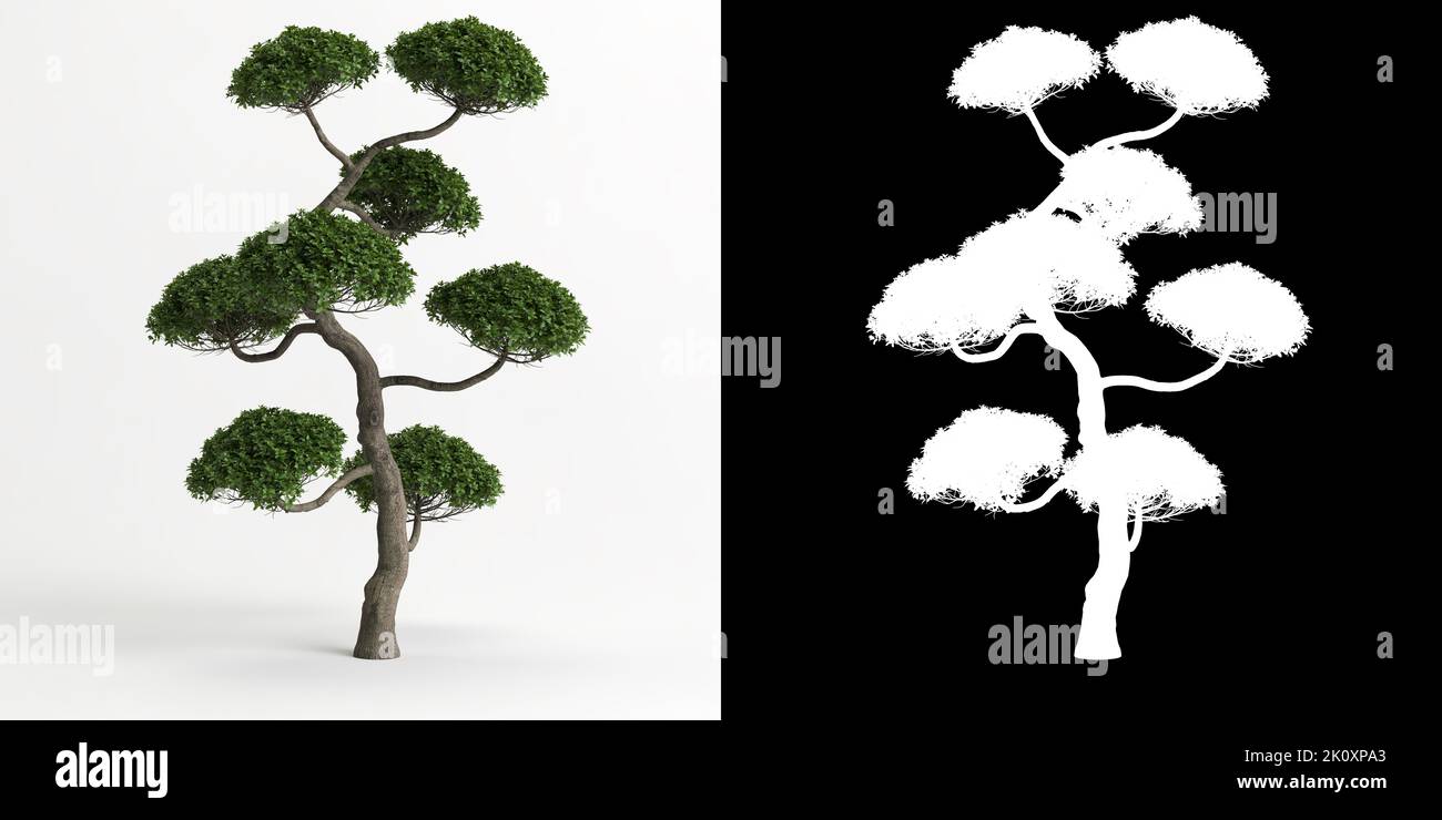 3d illustration of Carmona microphylla bonsai isolated on white and its mask Stock Photo