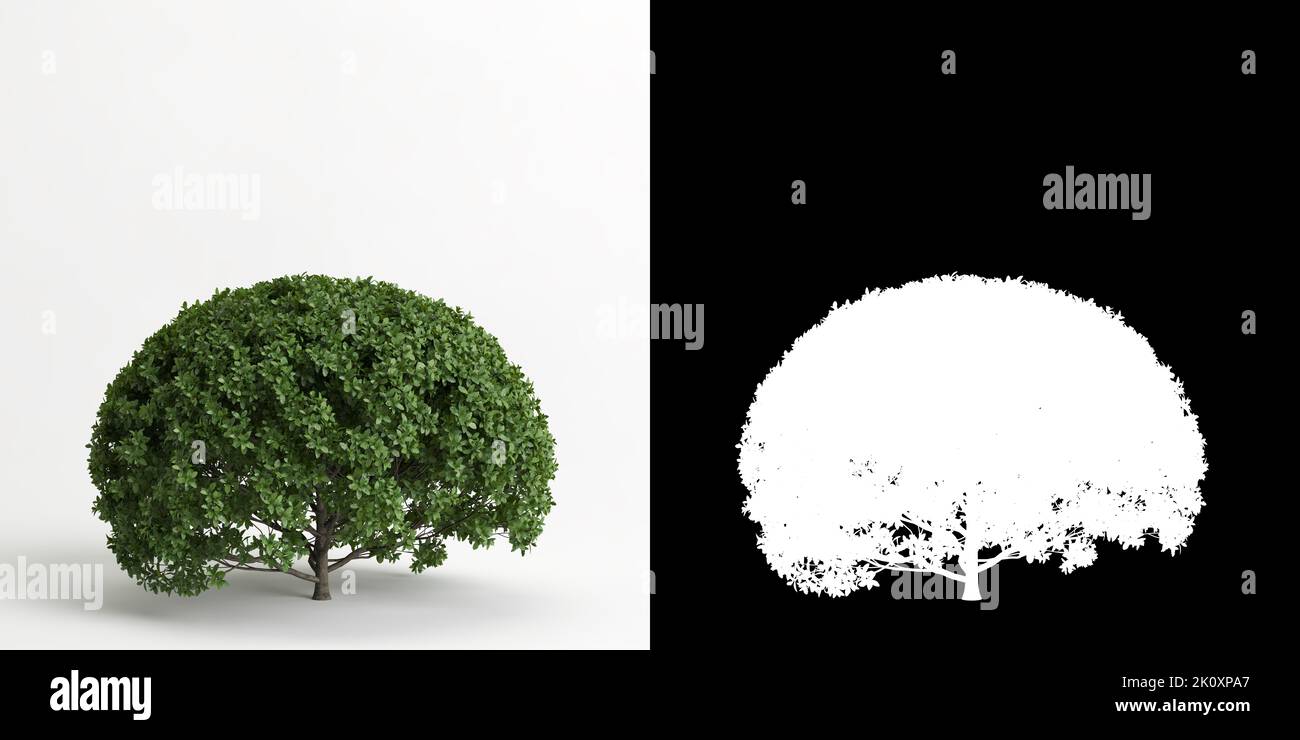 3d illustration of Carmona microphylla bush isolated on white and its mask Stock Photo