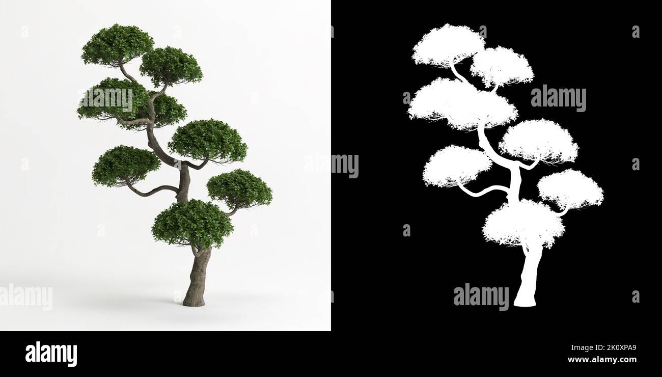 3d illustration of Carmona microphylla bonsai isolated on white and its mask Stock Photo