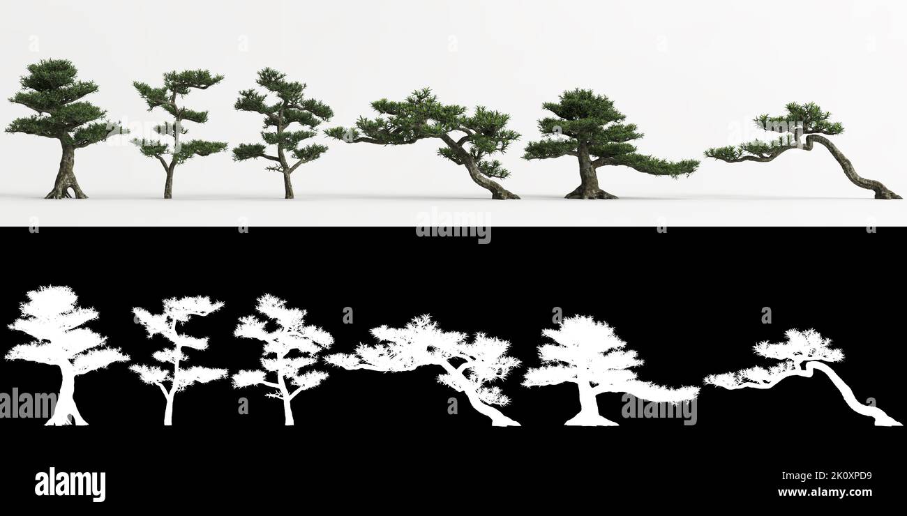 3d illustration of set Podocarpus macrophyllus bonsai isolated on white and its mask Stock Photo