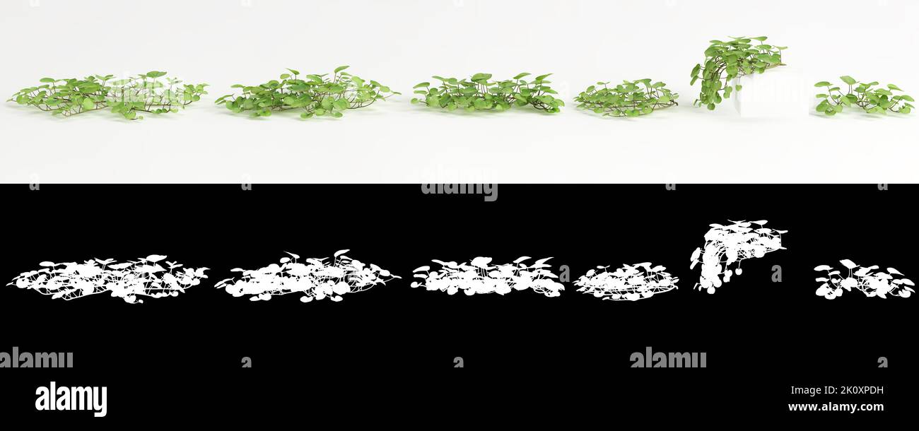 3d illustration of set Dichondra repens tree isolated on white and its mask Stock Photo