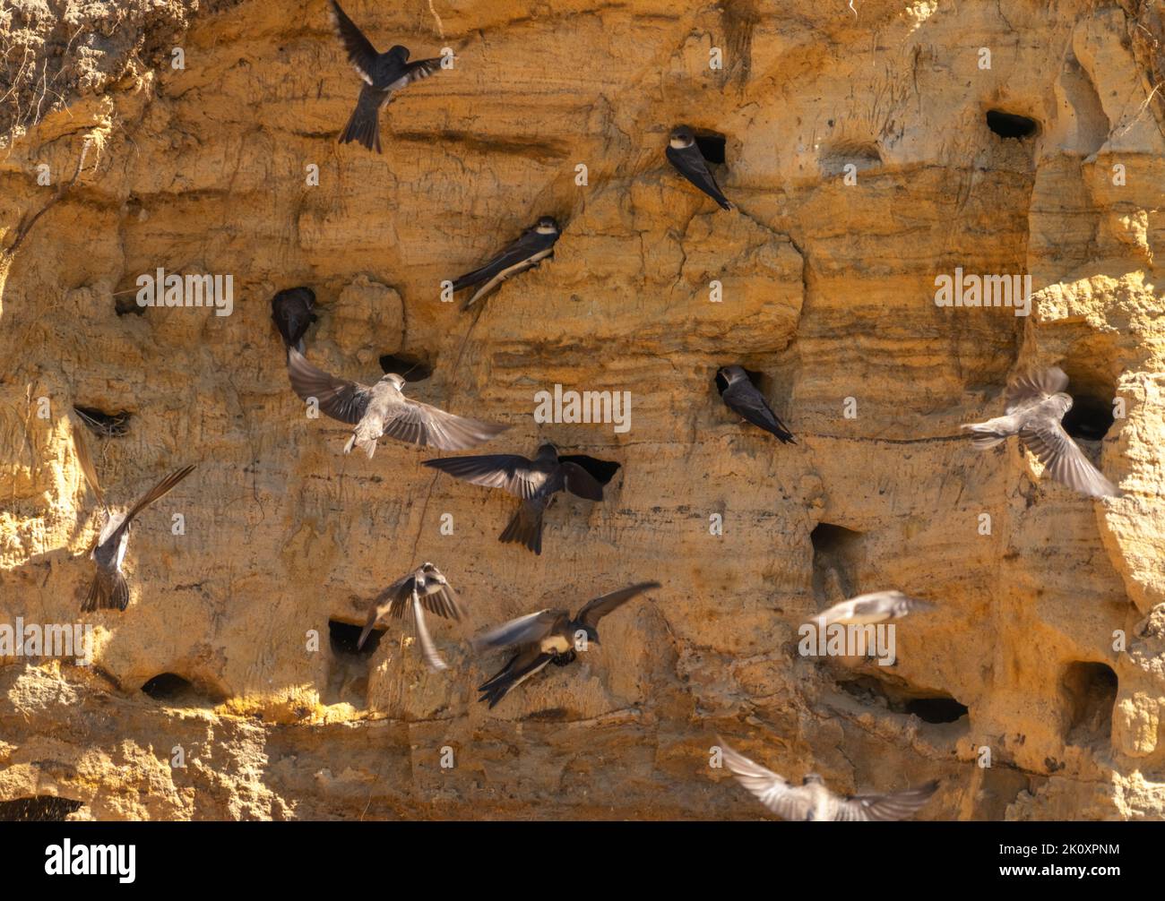 A colony of black swifts chose a sandy cliff and settled there Stock Photo