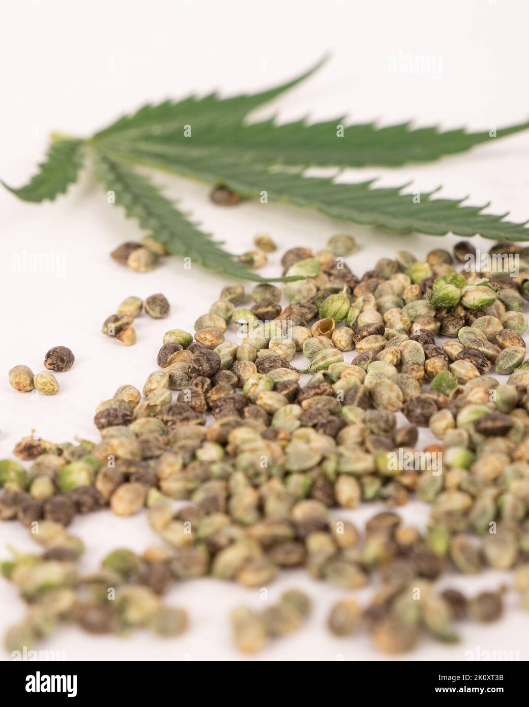 cannabis seeds closeup, hemp grain macro. Stock Photo