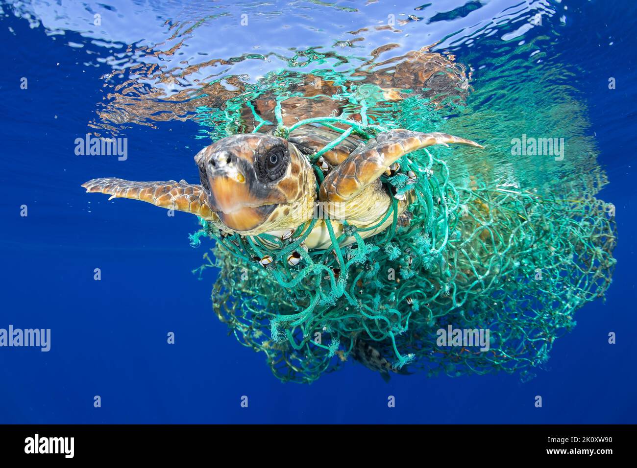 This poor turtle was trapped in a fishing net. Canary Islands: THESE HEARTBREAKING images show a Loggerhead sea turtle tangled in ocean netting. One i Stock Photo