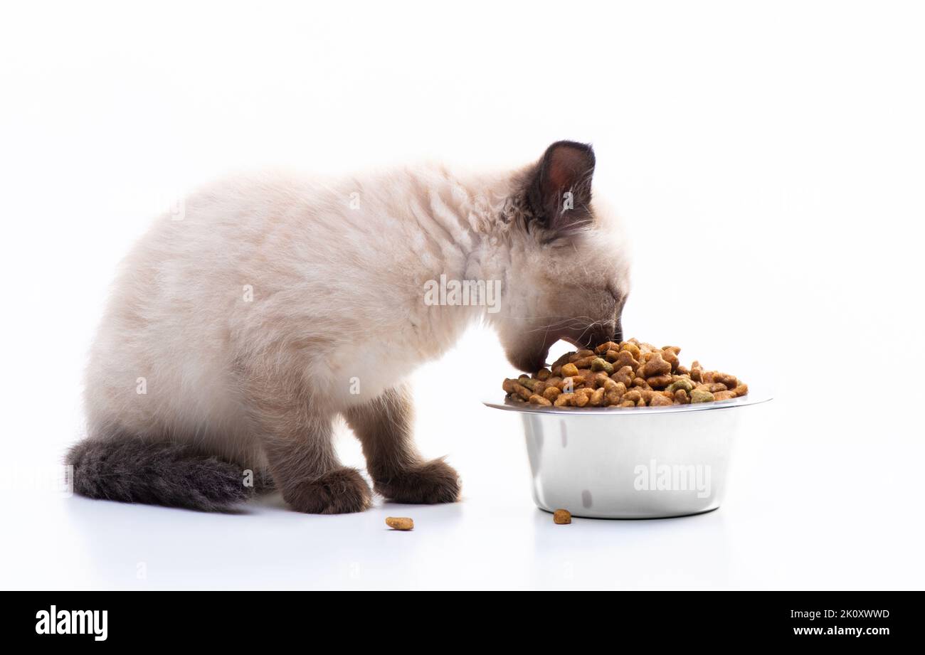 A small kitten eats cat food from a metal bowl. Pet shop and animal care, vitamins and balanced nutrition. Isolated on white background. High quality Stock Photo