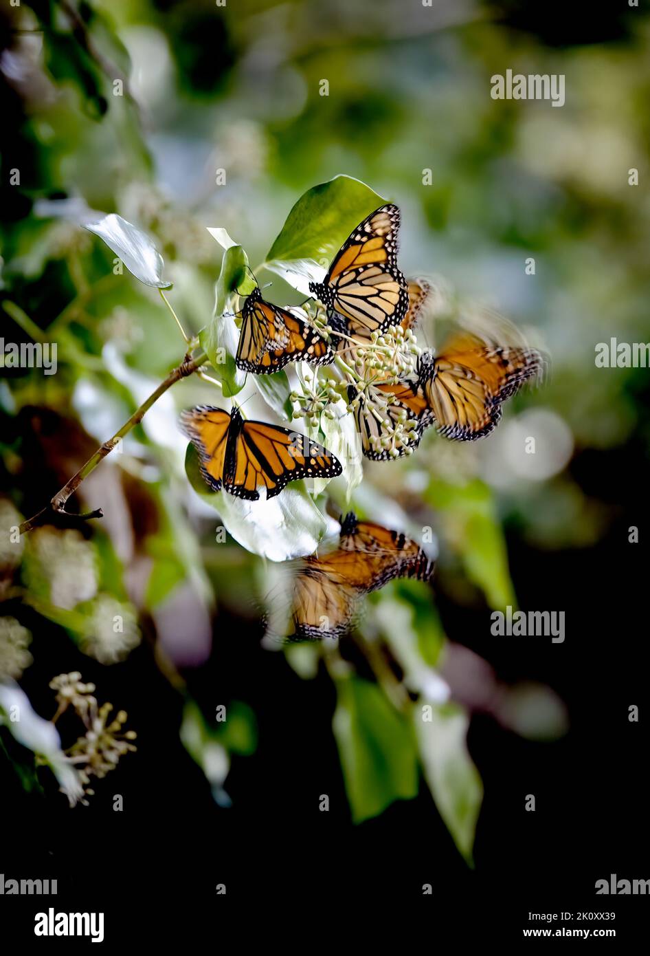 A vertical closeup of monarch butterflies, Danaus plexippus on flowers ...