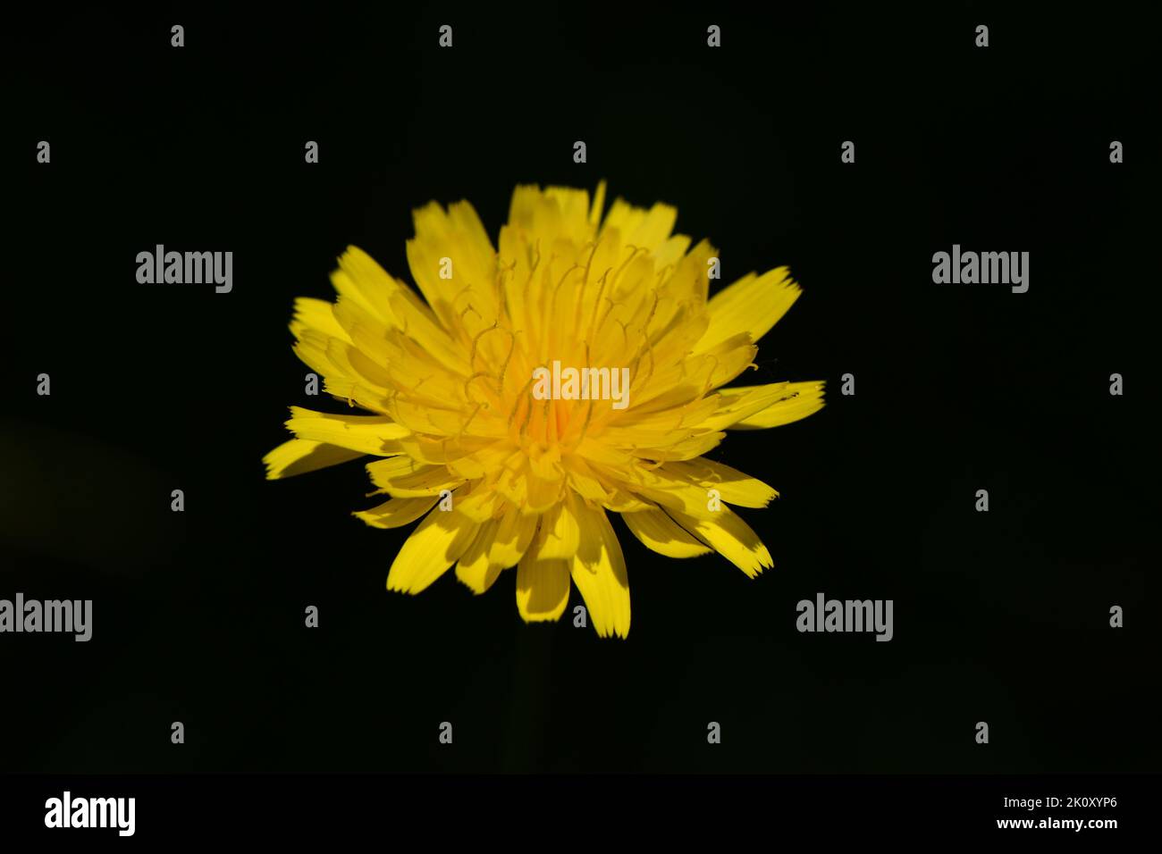 The close-up view of a lentodon saxatilis flower plant before the black background Stock Photo