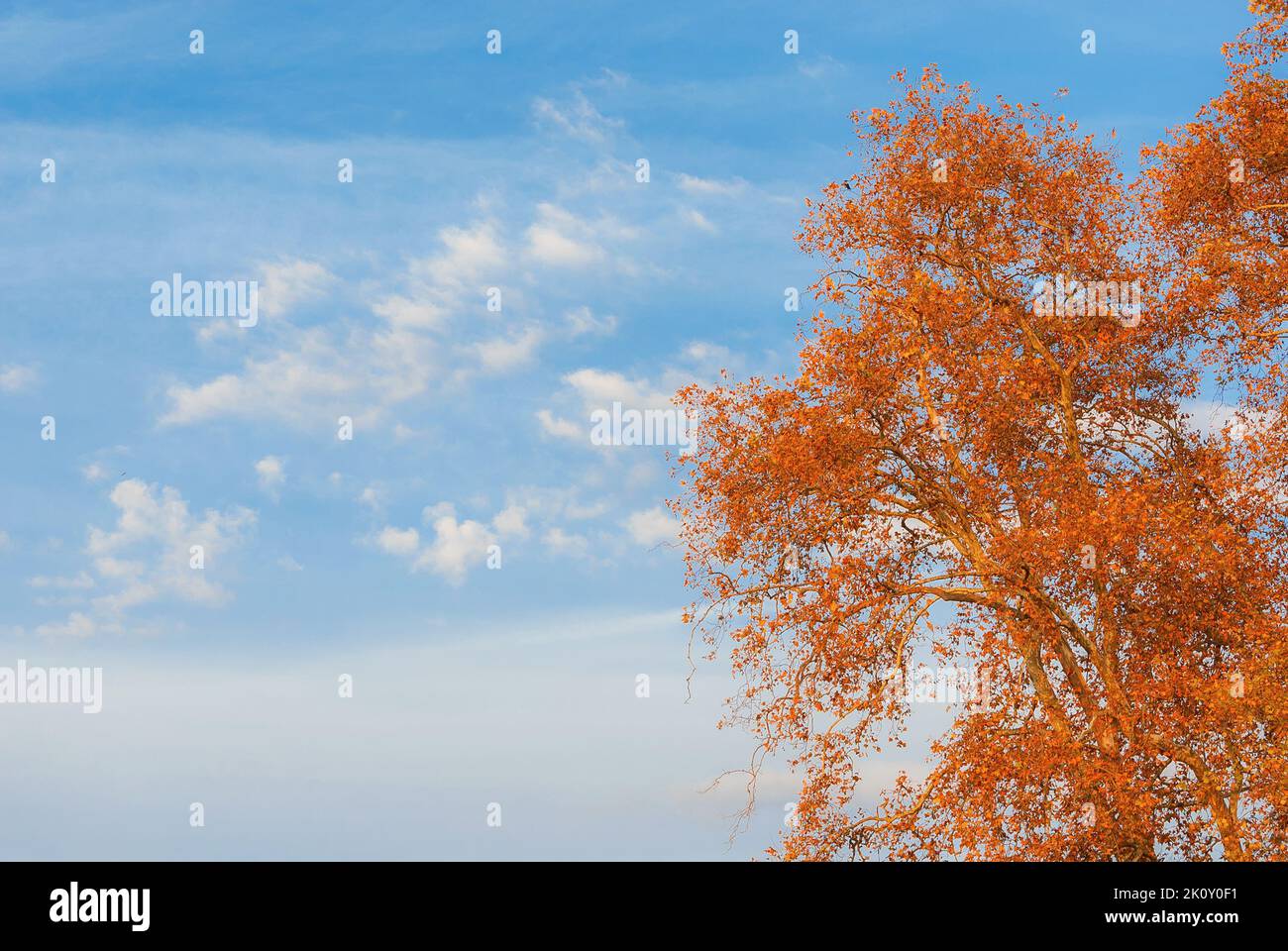 Autumnal and foliage background. Sycamore brown, orange, yellow and red leaves at sunset (with copy space) Stock Photo