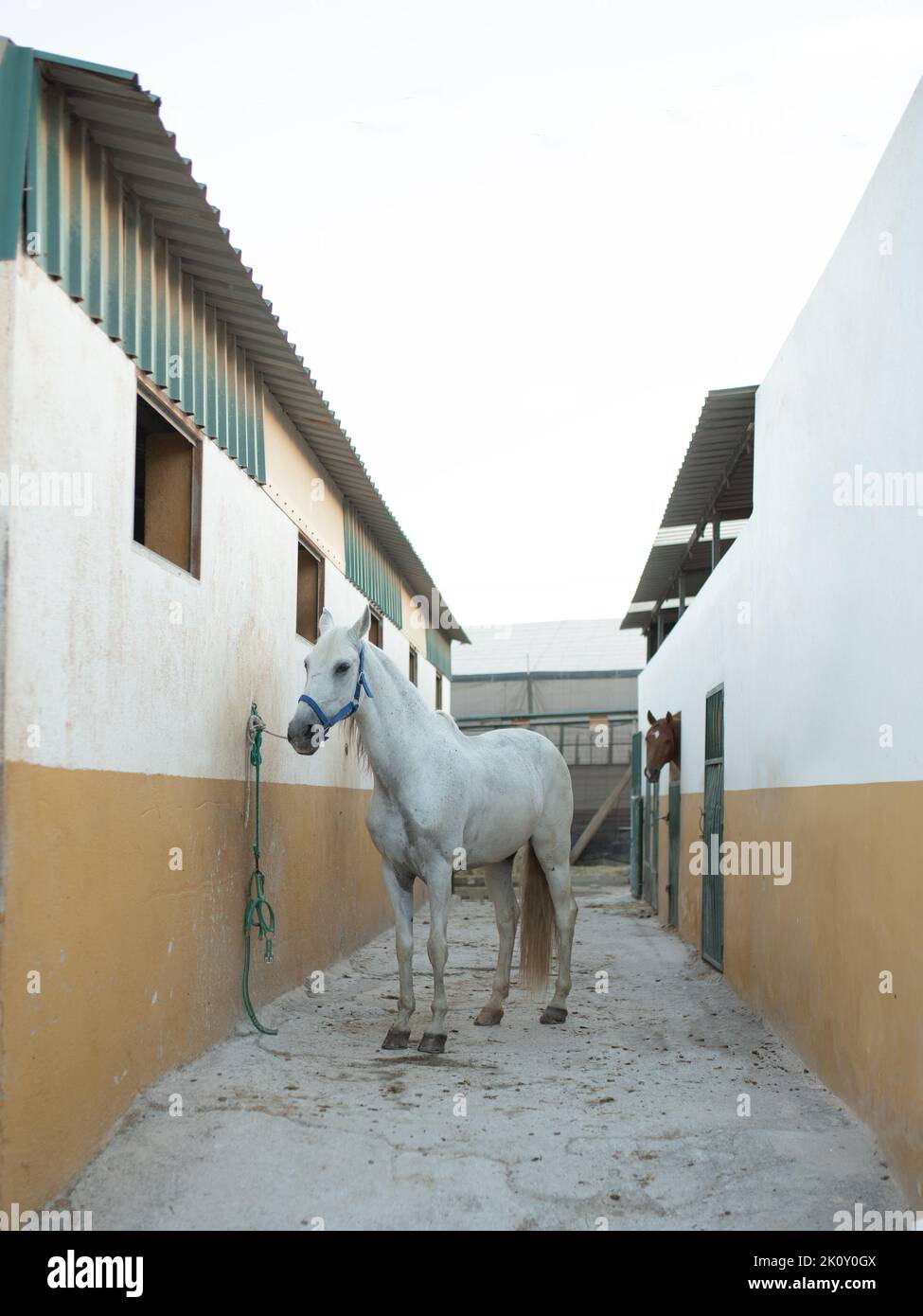 Beautiful white horse in the stable. Stock Photo
