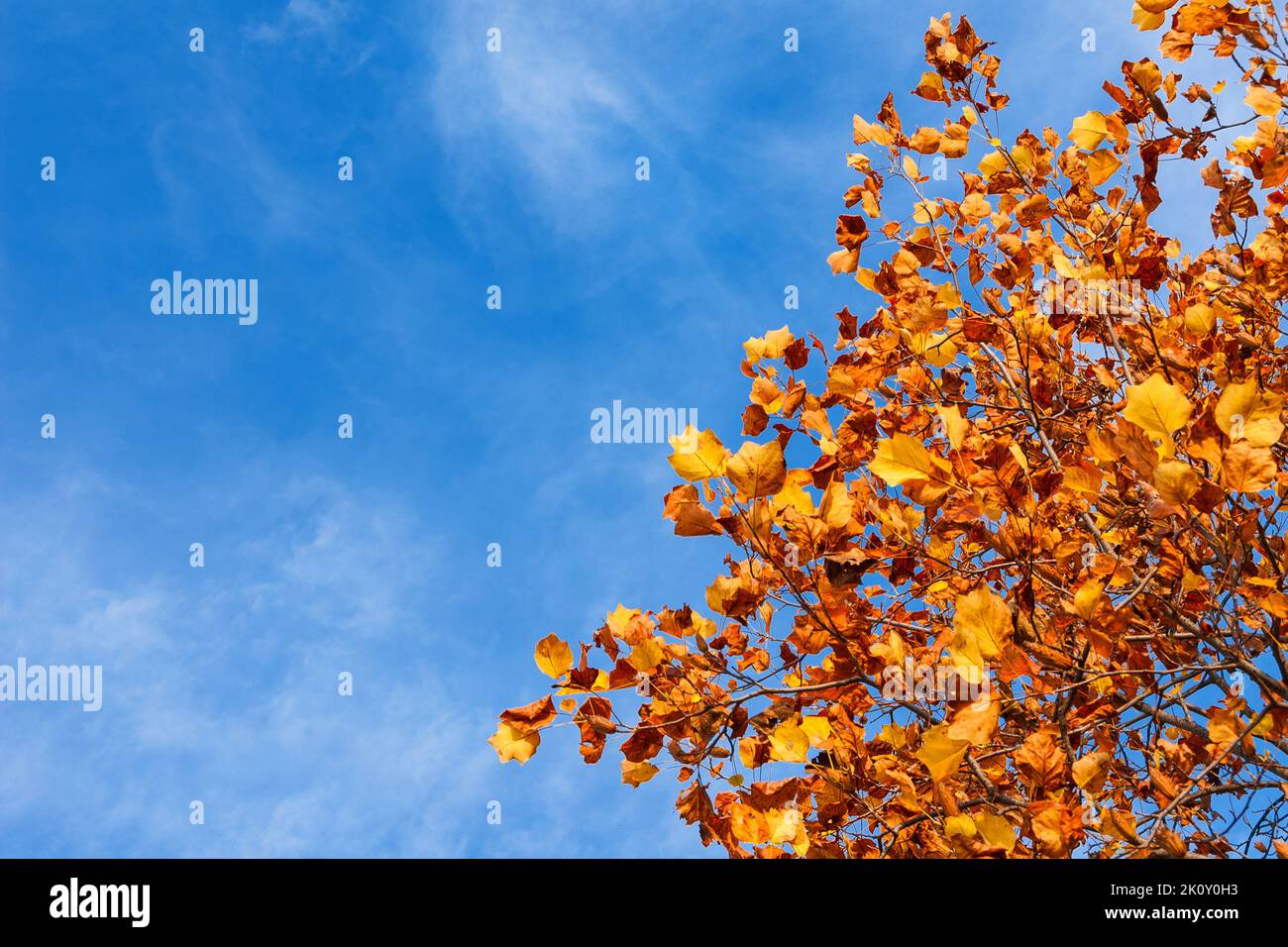 Liriodendron or tulip tree autumnal leaves and foliage background (with copy space) Stock Photo