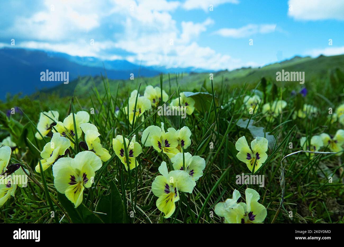 Altai Violets (Viola altaica) in the alpine meadows of Altai mountains. Variable coloring of flowers Stock Photo