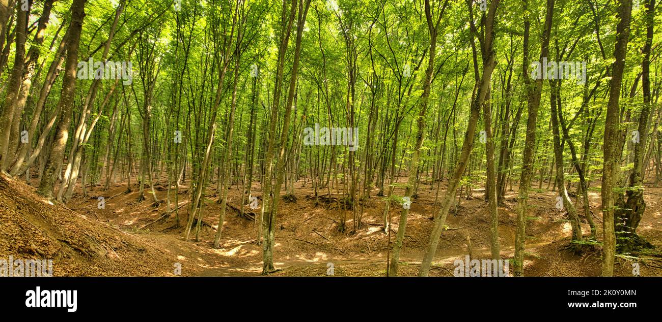 Mountain beech and hornbeam forests in the dry season, forest without undergrowth, draughty grove Stock Photo
