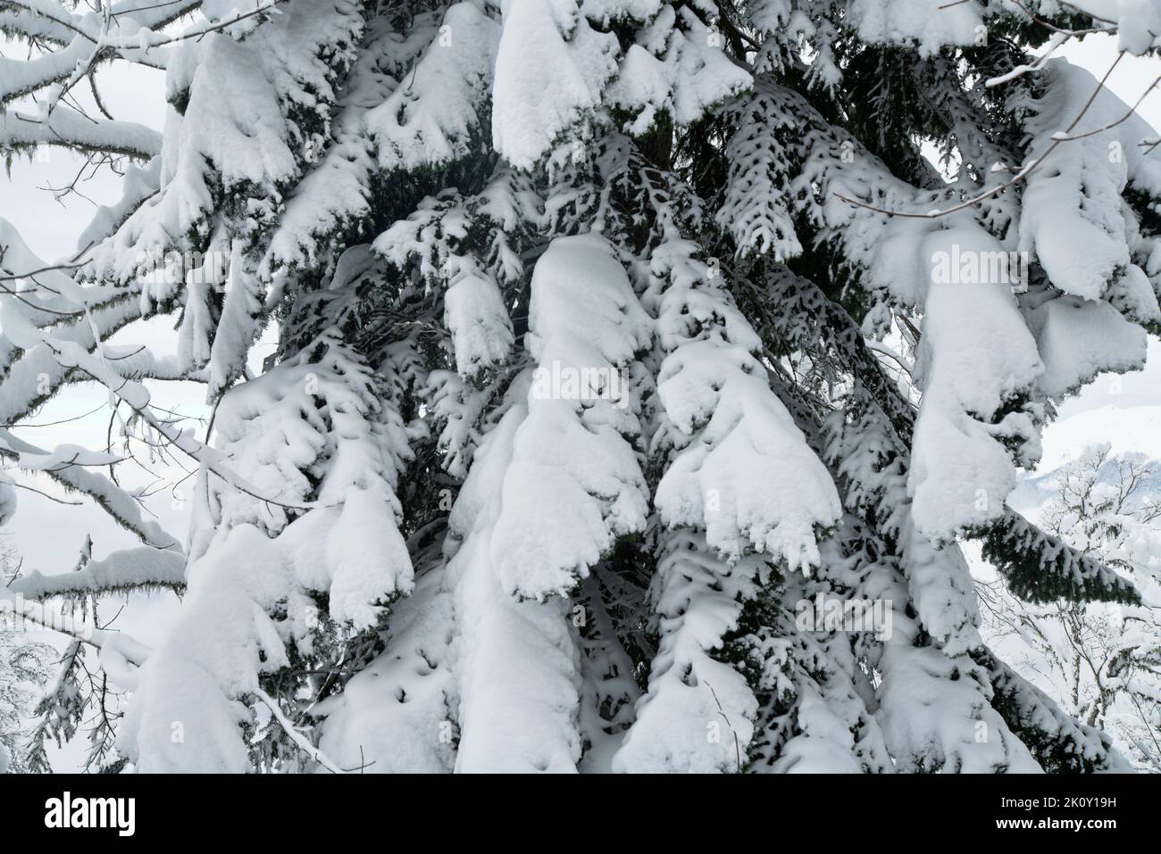 The Oriental spruce (Picea orientalis), columnar spruce is covered with snow. Caucasus Mountains Stock Photo