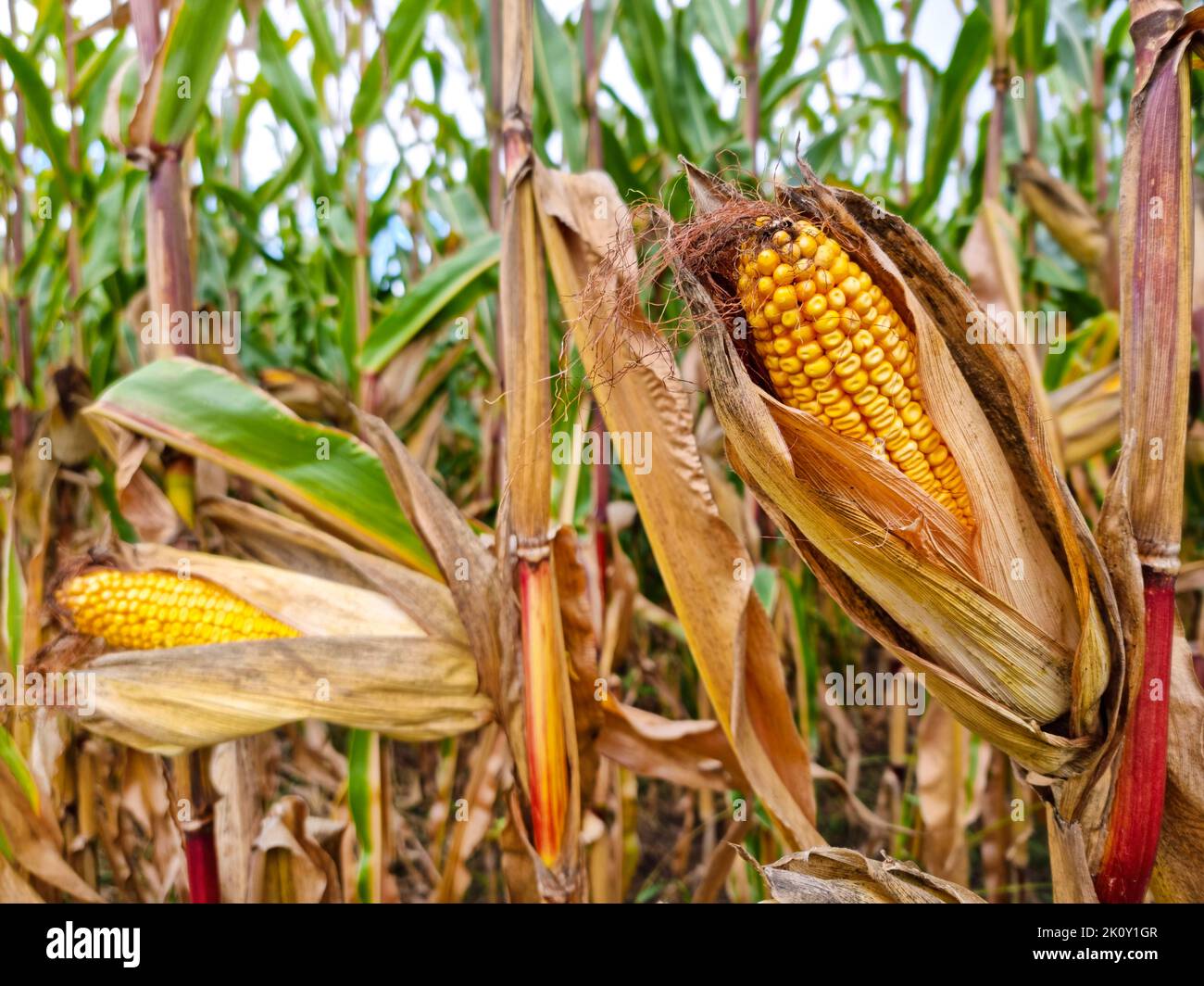 Agricultural field of maize, dry corn in autumn before harvest. Selective focus Stock Photo