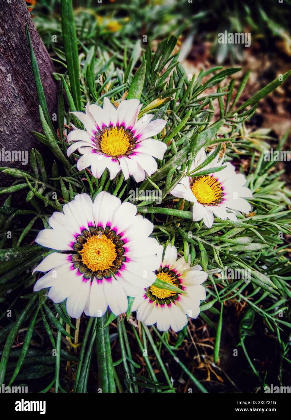 India wild white flowers hi-res stock photography and images - Alamy