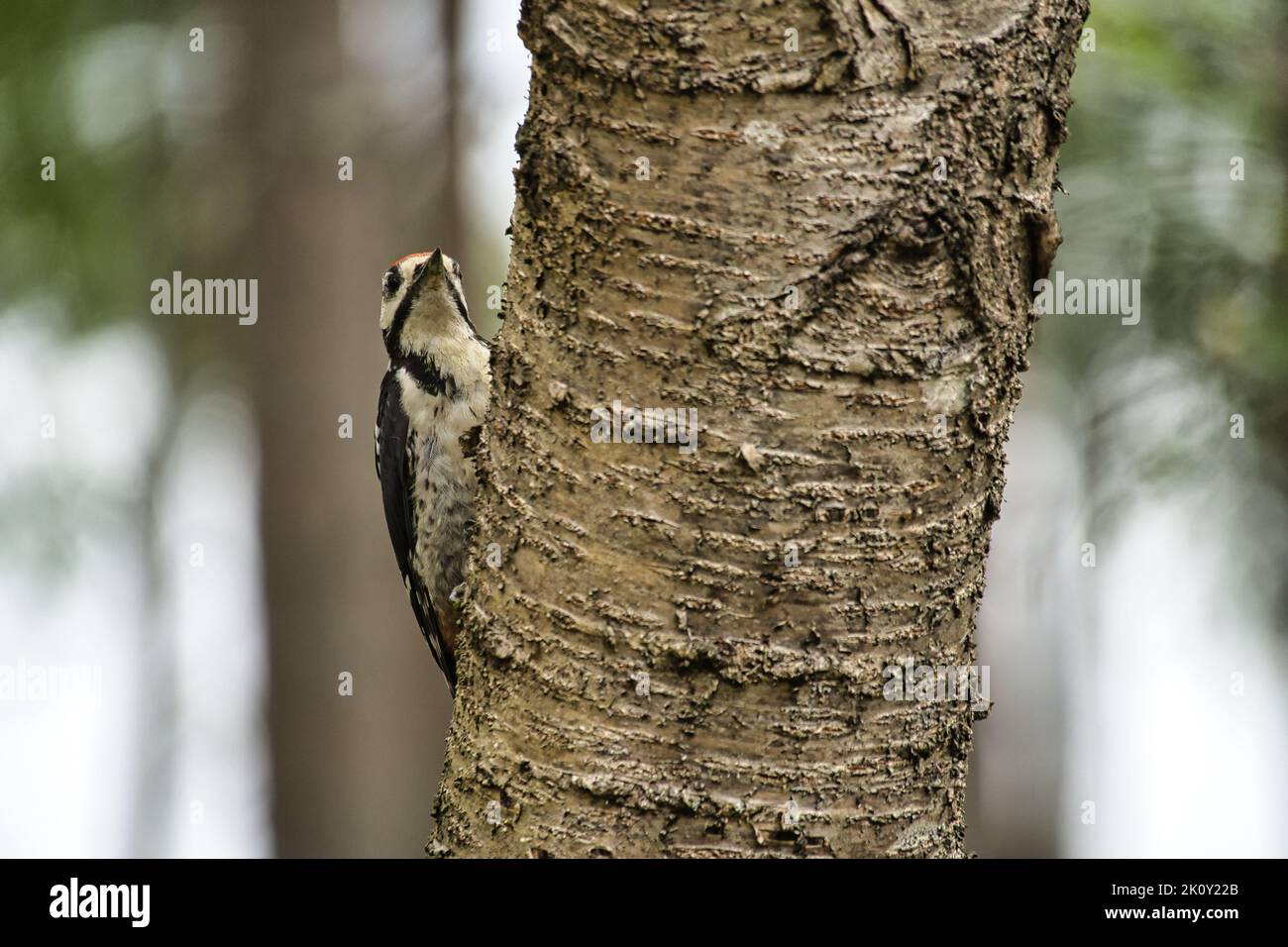 Great spotted woodpecker foraging in the forest on a tree with blurred background. Animal shot from nature Stock Photo