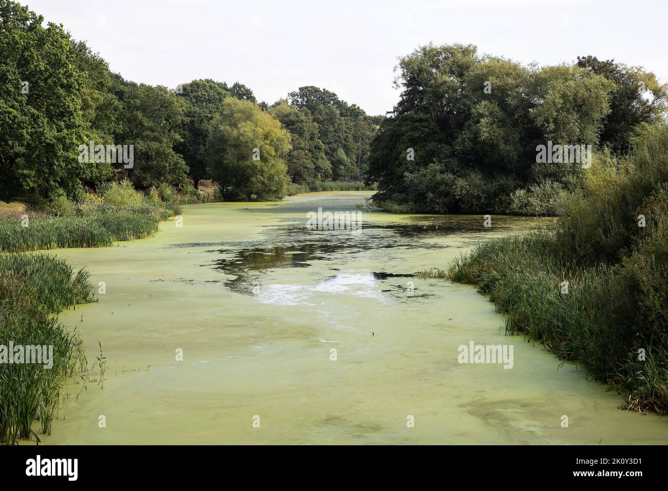 A view of the algae bloom covering the Lower Lake following a long hot summer at the Yorkshire Sculpture Park near Wakefield, U.K. Stock Photo