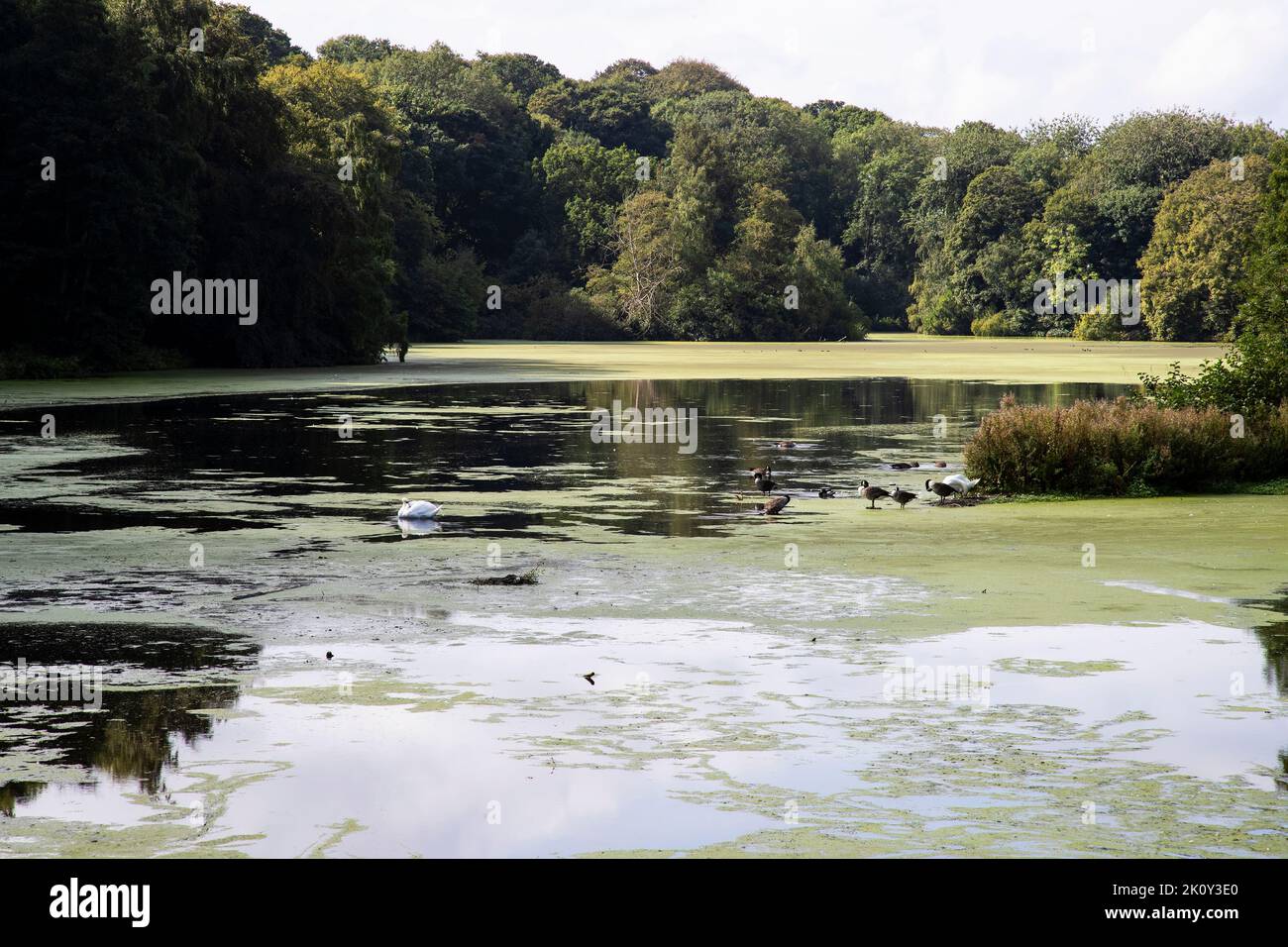 Mute Swans (Cygnus olor) and Canada Geese (Branta canadensis) on the Upper Lake covered in algae bloom  at the Yorkshire Sculpture Park, Wakefield. Stock Photo