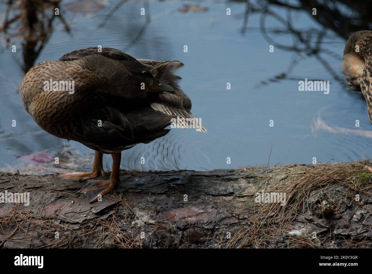 Duck grooming feathers while standing on a log Stock Photo