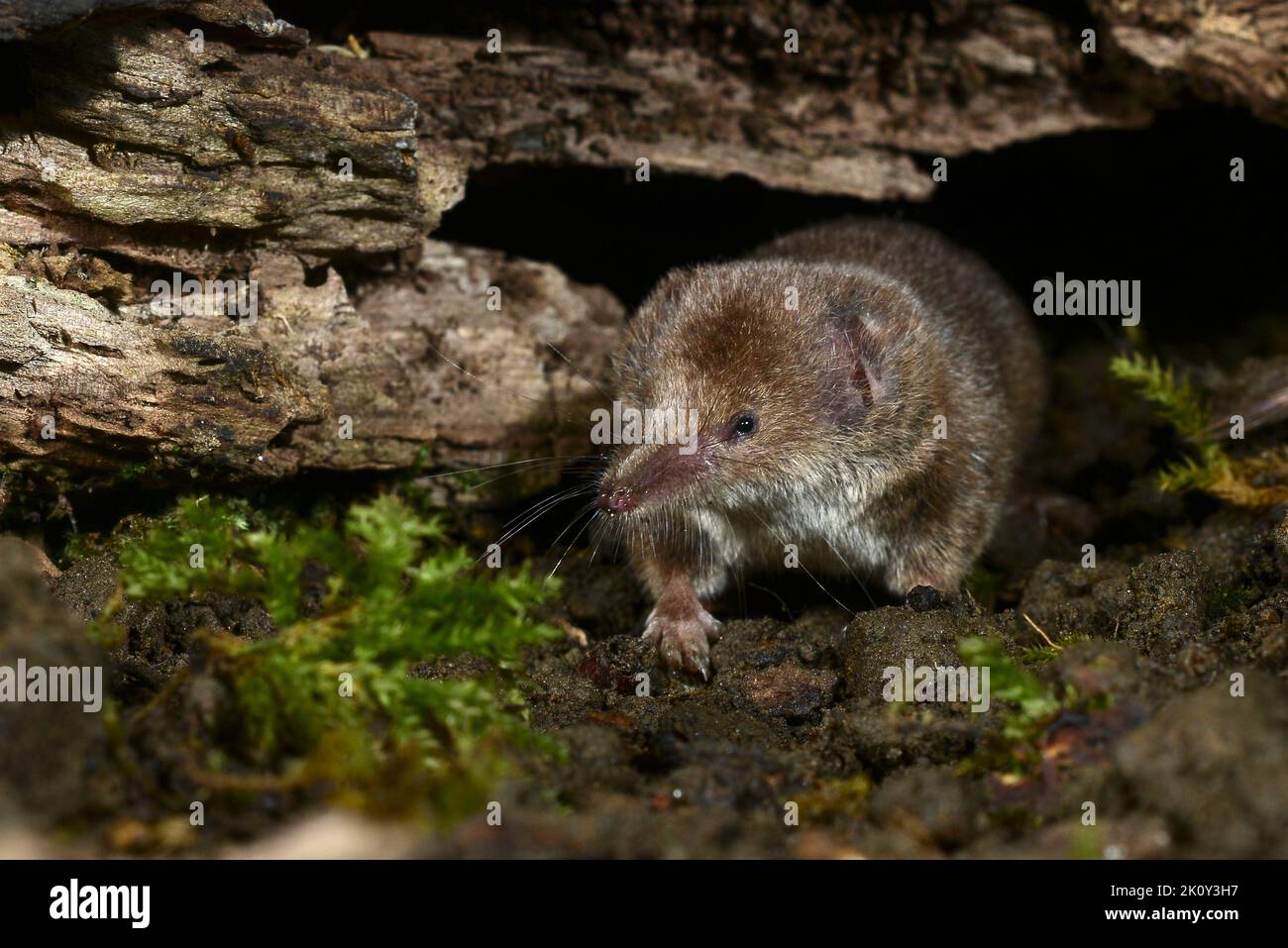 Juvenile common shrew (captive). Dorset, UK Stock Photo