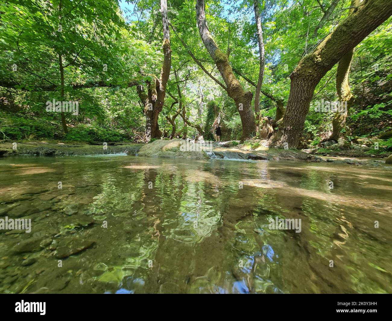 A beautiful view of a river in the forest with trees and greenery ...