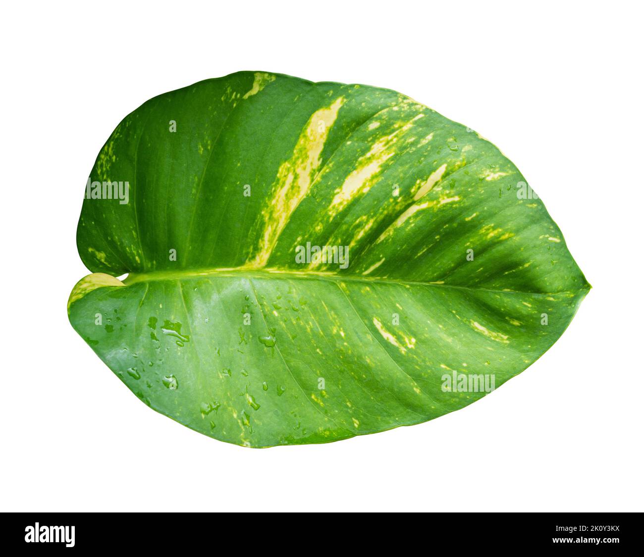 Tropical leaves with drops Isolated on white background with clipping path. Epipremnum aureum leaf Stock Photo