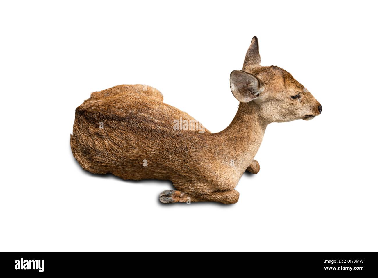 Deer sitting against isolated on white background. Stock Photo
