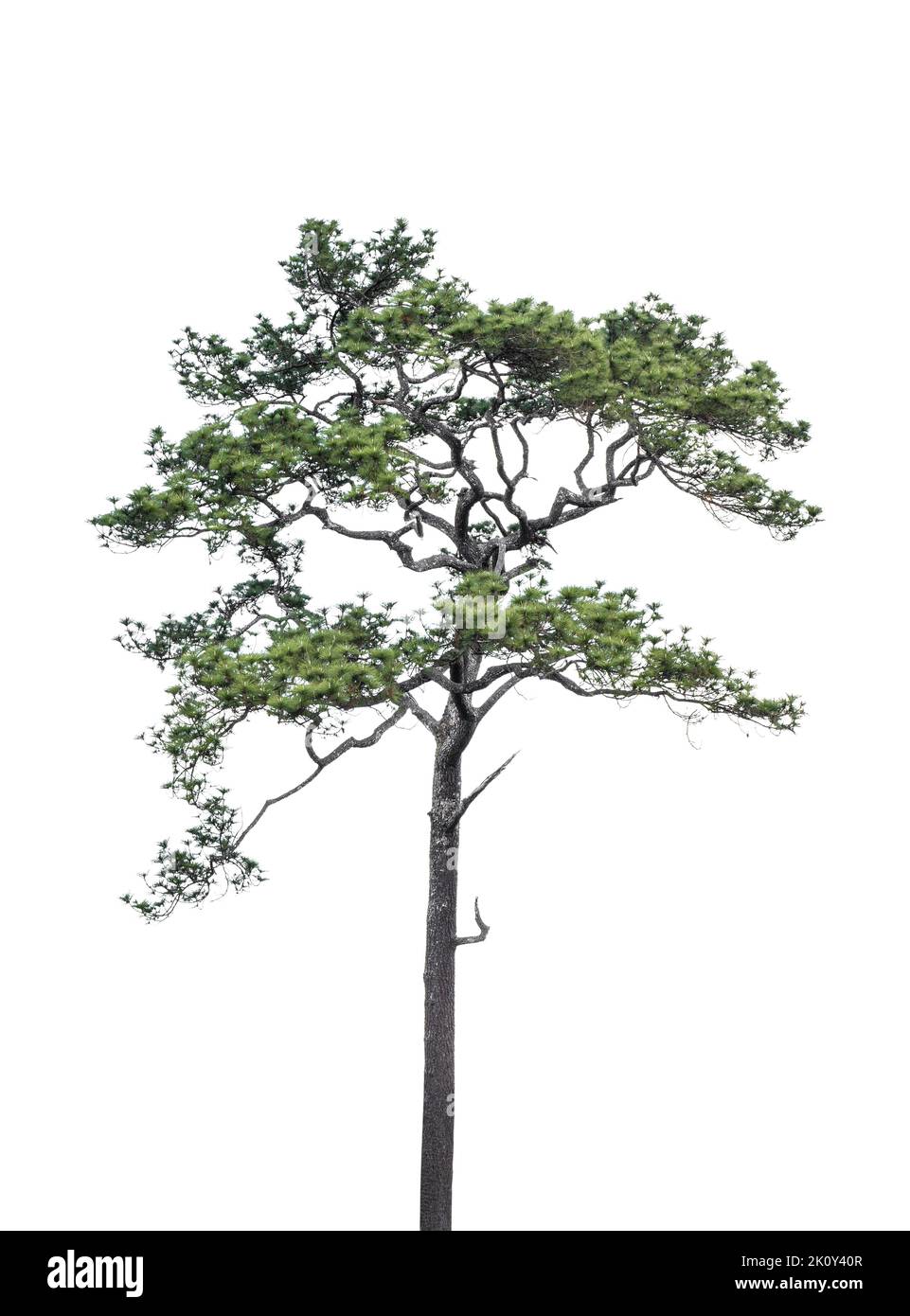 Pine tree isolated on white background included clipping path. Stock Photo