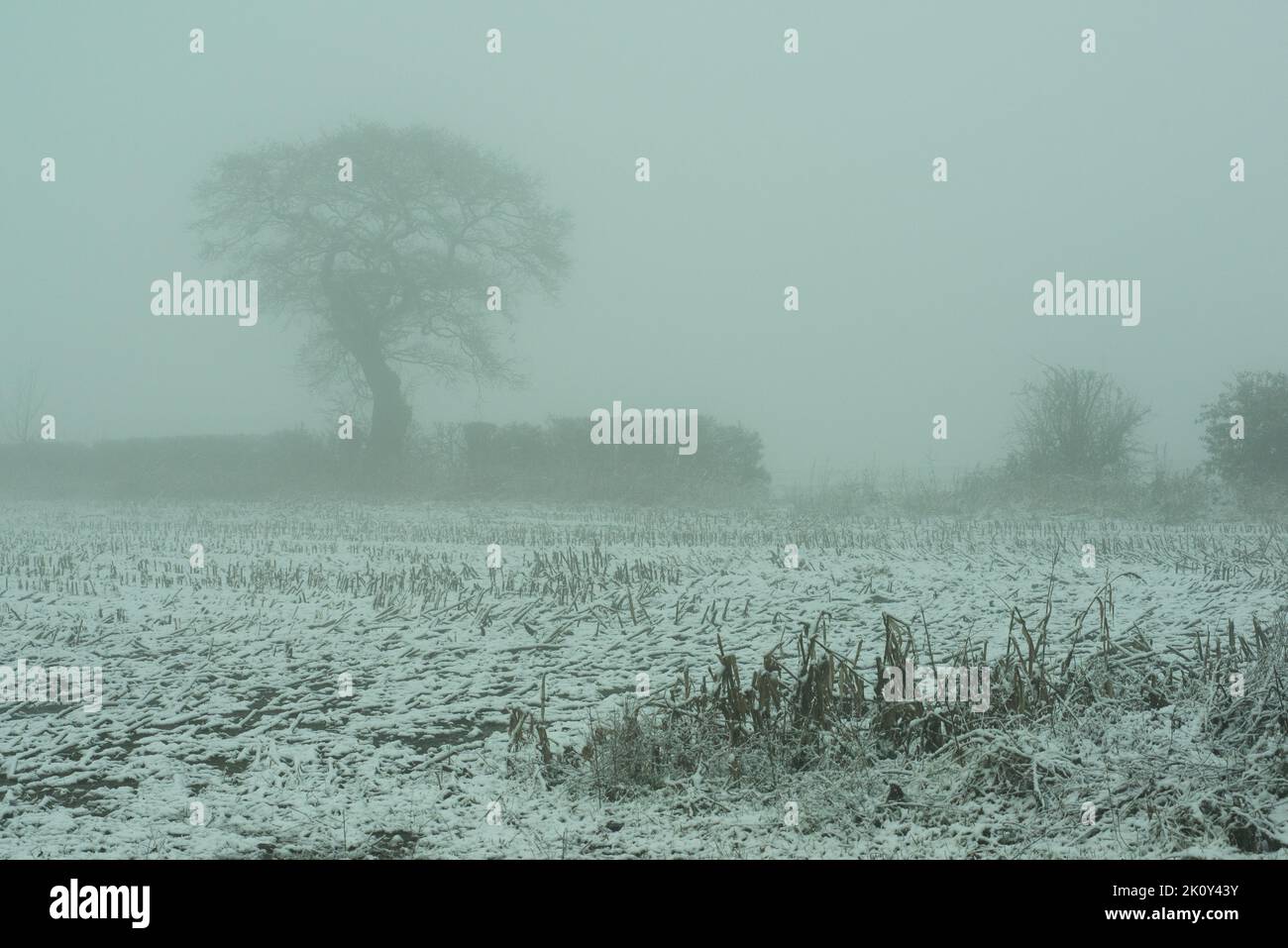 Tree and hedgerow in thick fog in winter Stock Photo