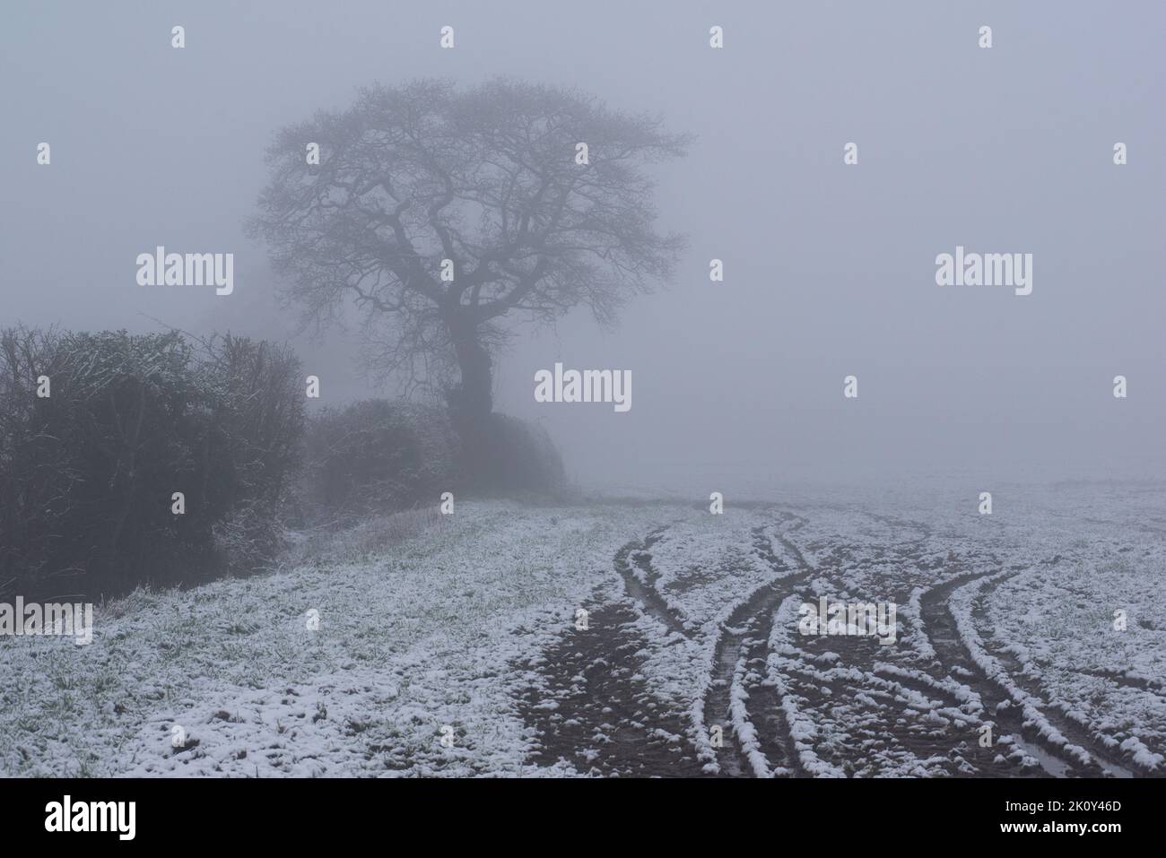 Tree and hedgerow in thick fog in winter Stock Photo