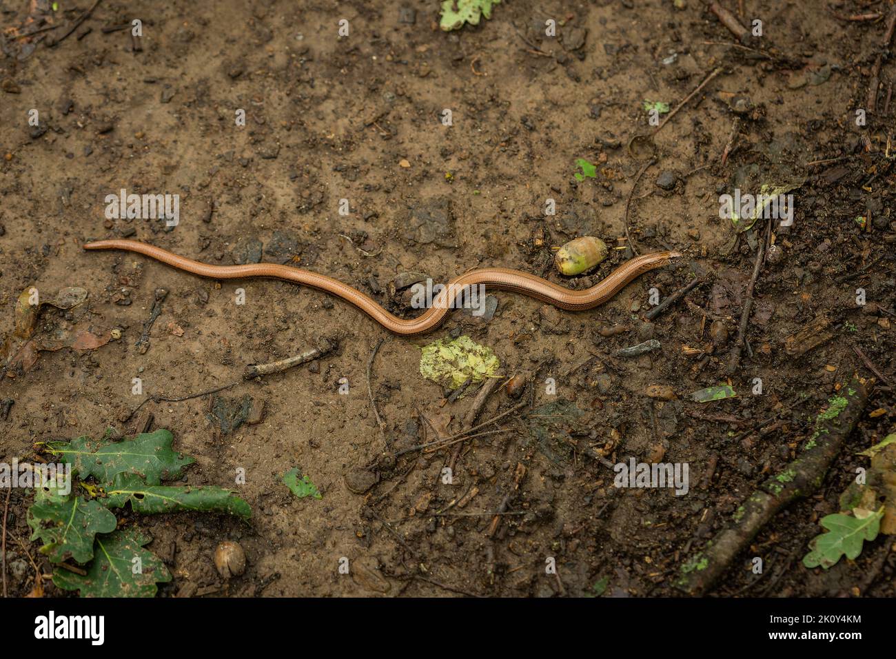Top view of a thin brown slowworm crawling on the wet ground with green leaves. Stock Photo