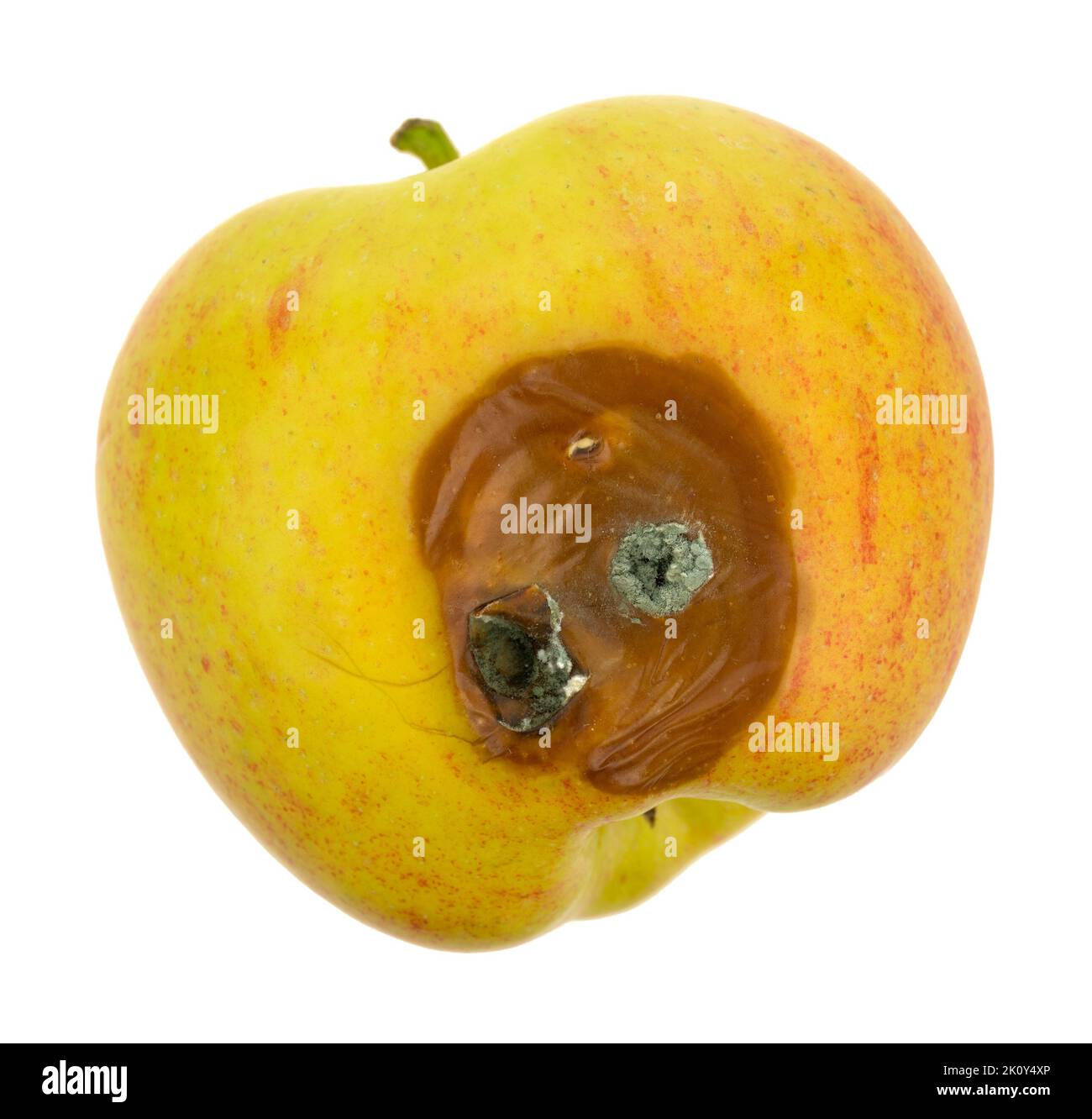 Overhead view of a rotting gala apple with a bruise and fungus growing isolated on a white